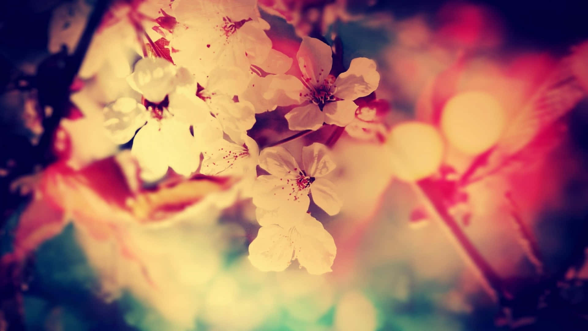 Tumblr Flower 桌布 壁紙 — 柔軟的白色櫻花在紅色、黃色和藍綠色的散景燈光夢幻模糊背景下溫暖地發光。