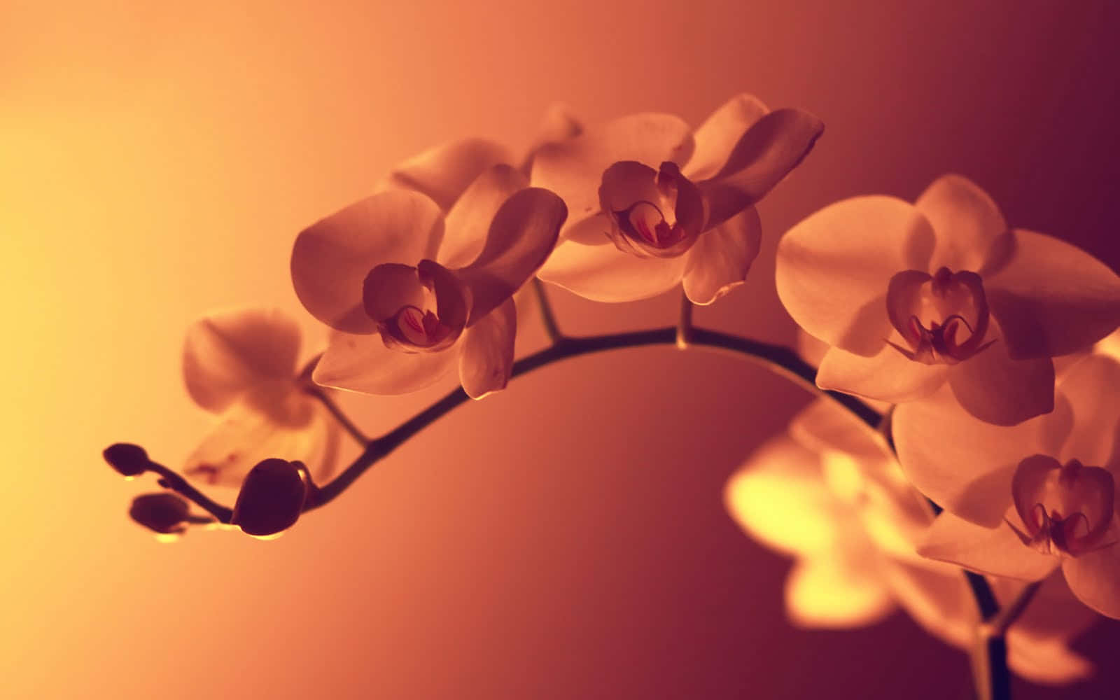 Orchid 桌布 壁紙 — 柔軟的白色蘭花在漸變琥珀色背景下溫暖地發光，呈現寧靜的特寫。