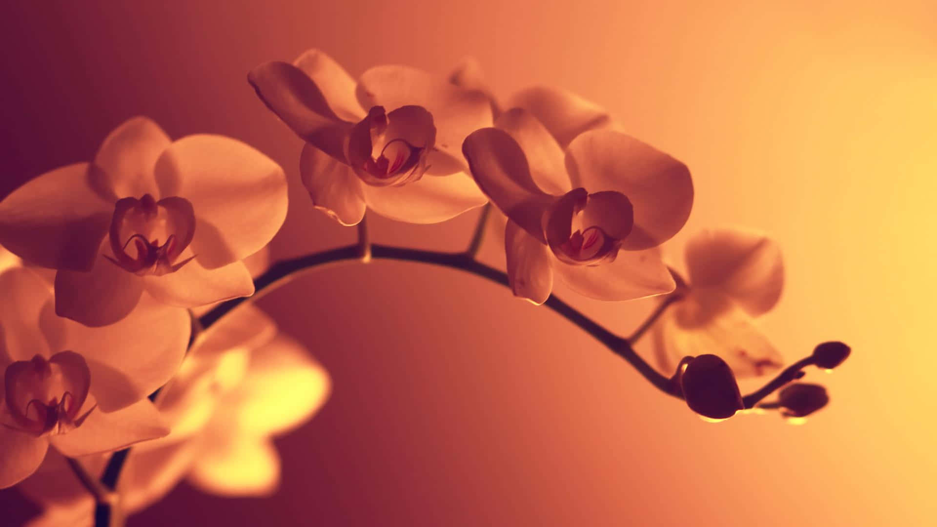 Tumblr Flower 桌布 壁紙 — 柔軟的白色蘭花在漸變琥珀色背景和柔和散景中溫暖地發光。