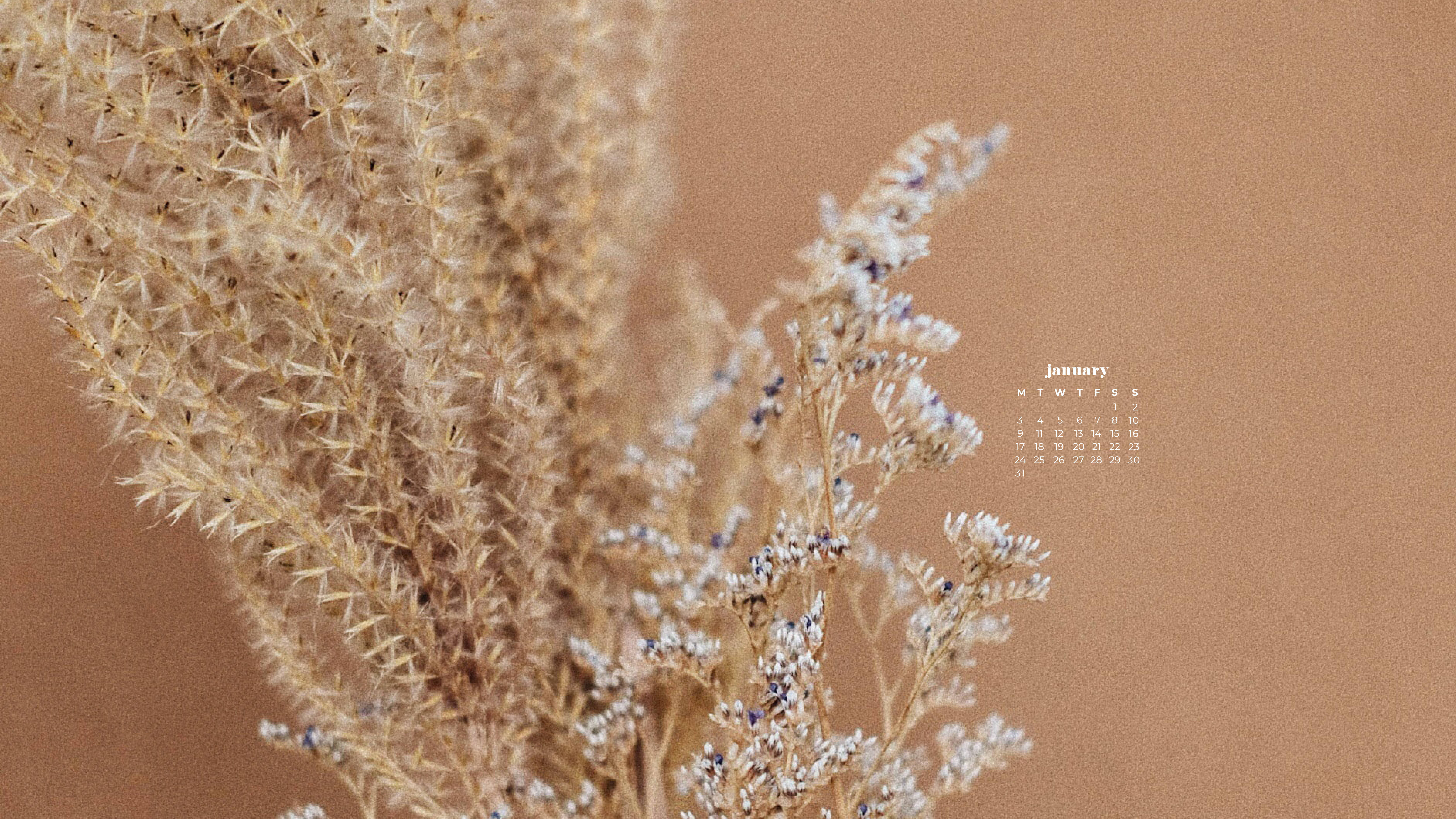 植物 桌布 壁紙 — 柔軟的米色乾草與精緻的白色花朵在溫暖的陶土背景上框出一個極簡的一月日曆。