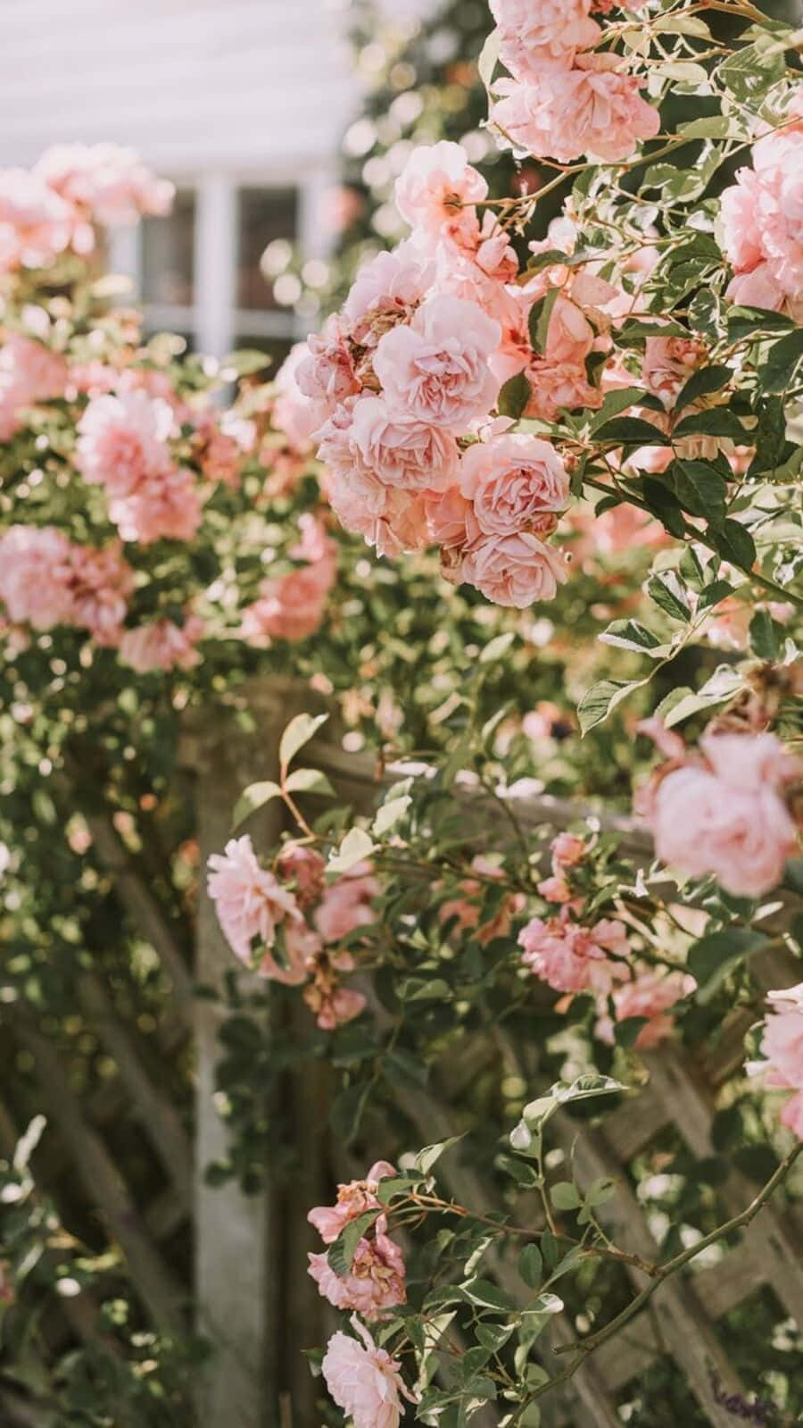 Vintage Aesthetic Plant 桌布 壁紙 — 柔軟的粉紅玫瑰在沐浴著溫暖金色陽光的木製棚架上茂盛綻放。