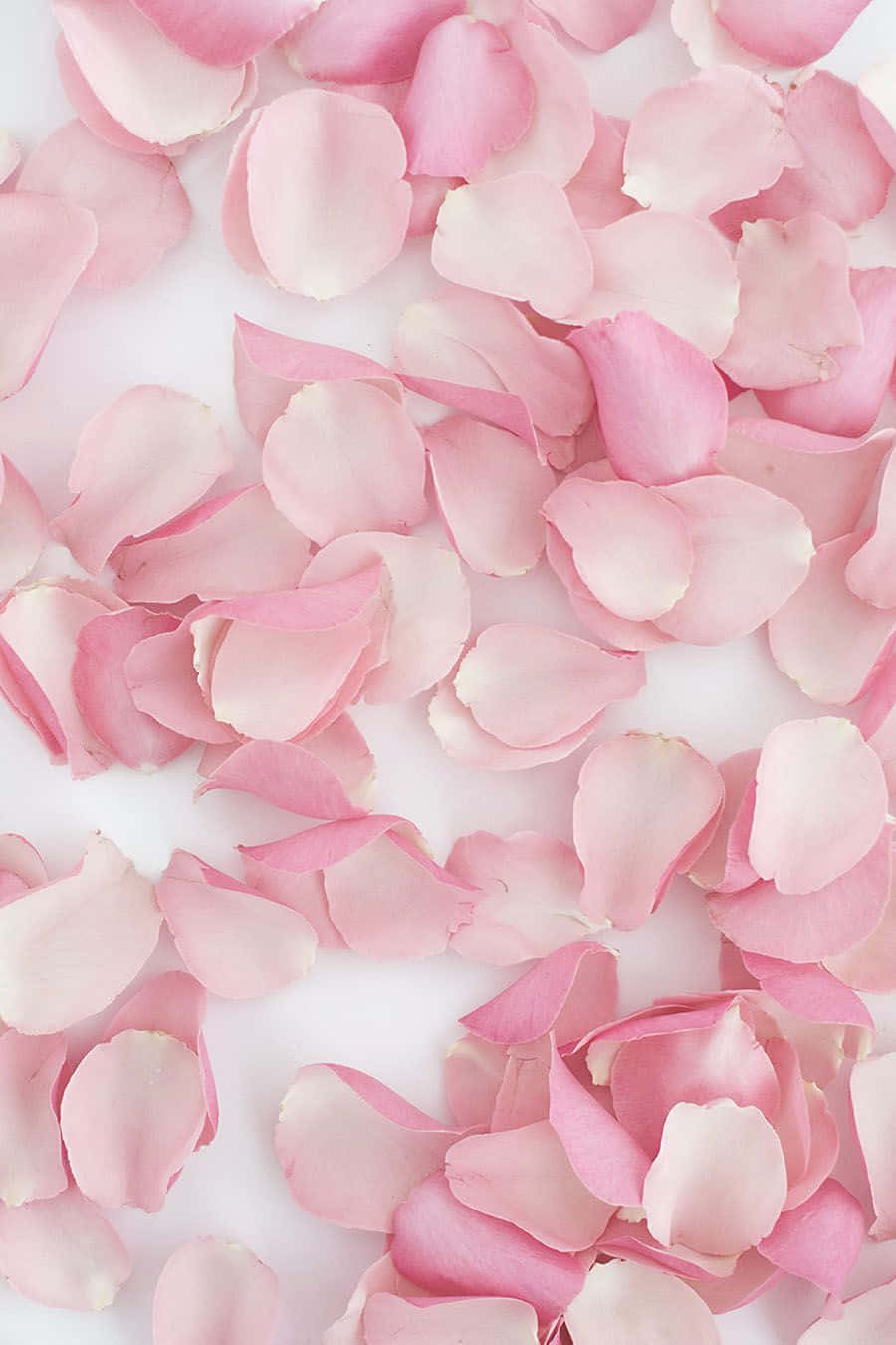 Rose Petal 桌布 壁紙 — 柔軟的粉紅色玫瑰花瓣散落在潔白的表面上，構成柔和浪漫的畫面。