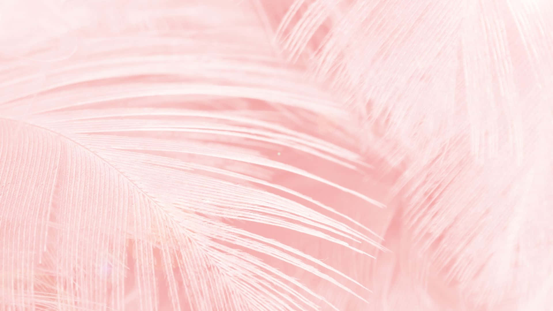 Pink Pattern 桌布 壁紙 — 柔軟的粉紅色羽毛帶有精緻的倒刺，營造出柔和的紋理背景和微妙的燈光效果。