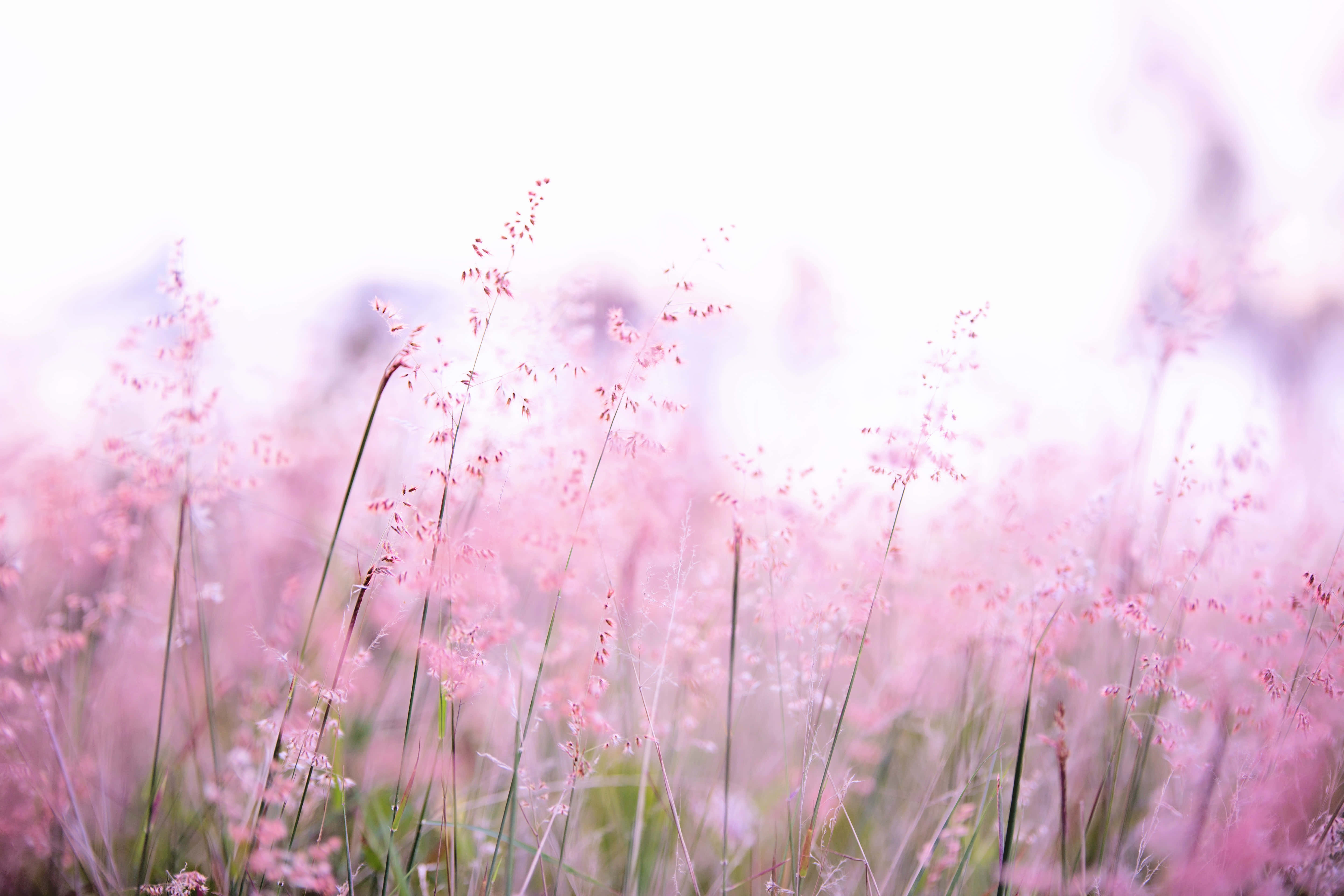 Flower Field 桌布 壁紙 — 柔軟的粉紅色草在夢幻、陽光明媚的田野中輕輕搖曳，背景明亮朦朧。