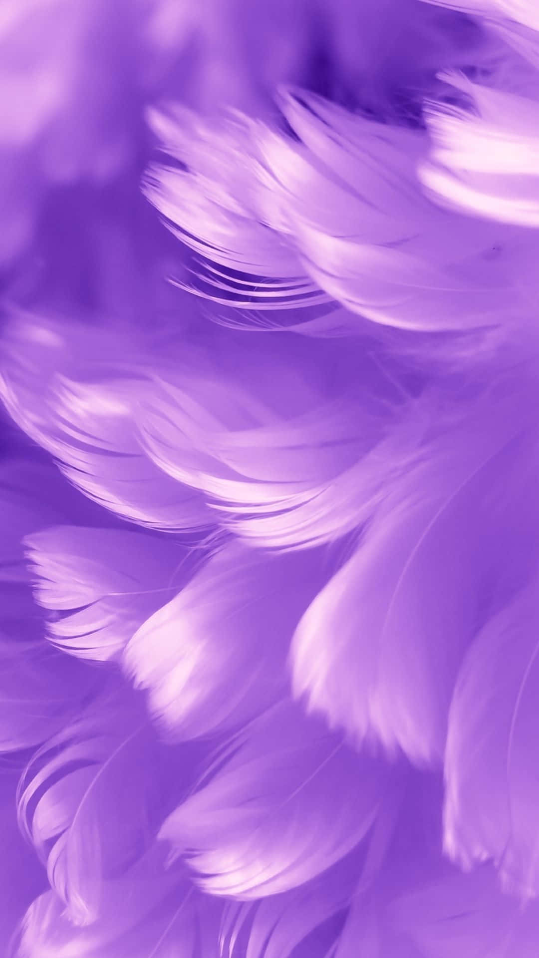Purple Feathers 桌布 壁紙 — 柔軟的薰衣草羽毛在夢幻般的紫色漸變背景上輕輕飄動。