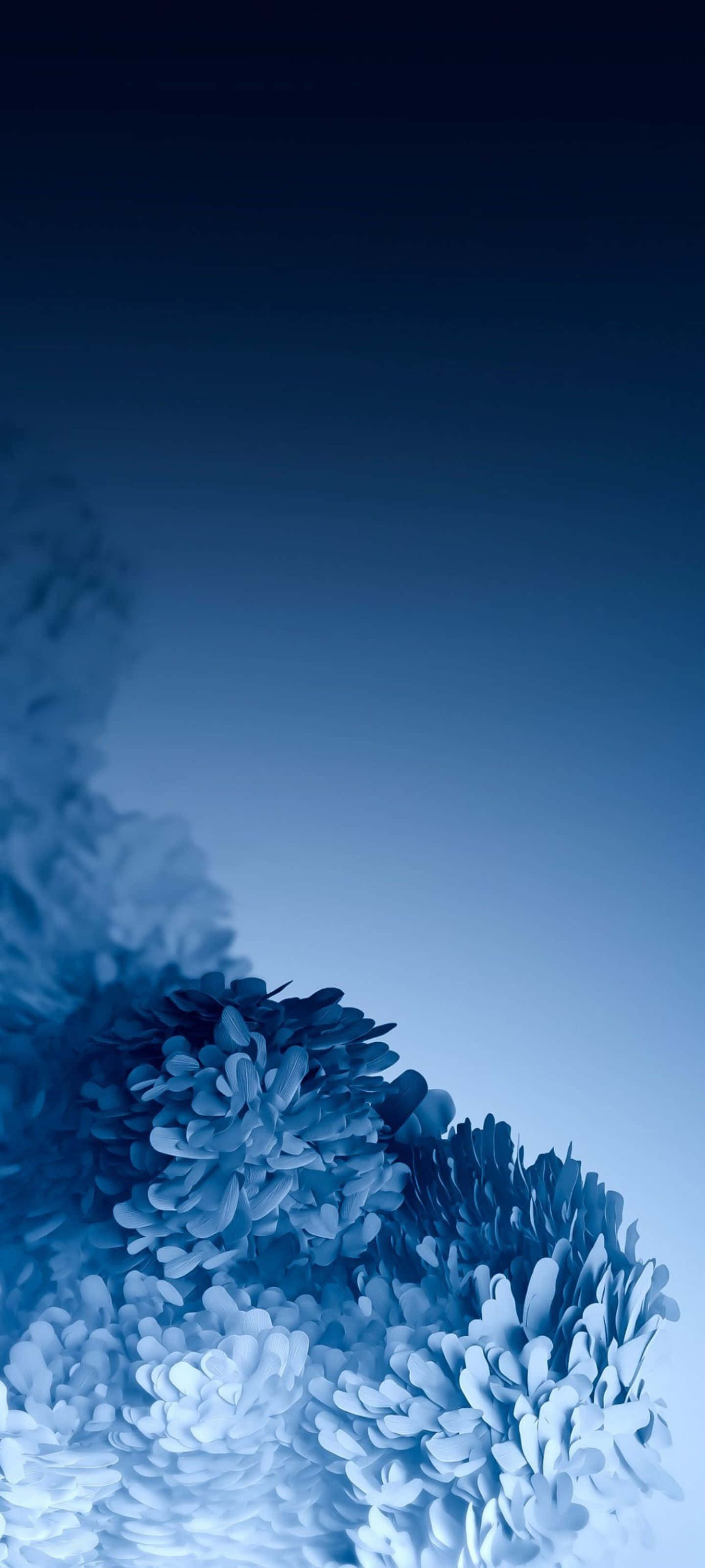 Samsung S20 桌布 壁紙 — 柔軟的藍色菊花在由深藍漸變至淺藍的天空中綻放。