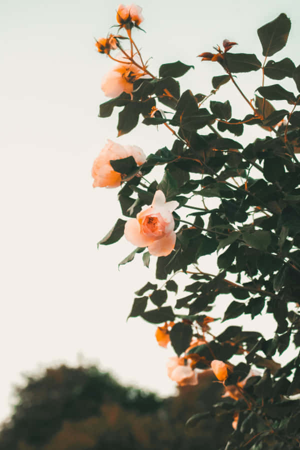 Cute Flower 桌布 壁紙 — 柔軟的蜜桃玫瑰在樹枝上盛開，映襯著明亮的天空，下方是模糊的綠意。