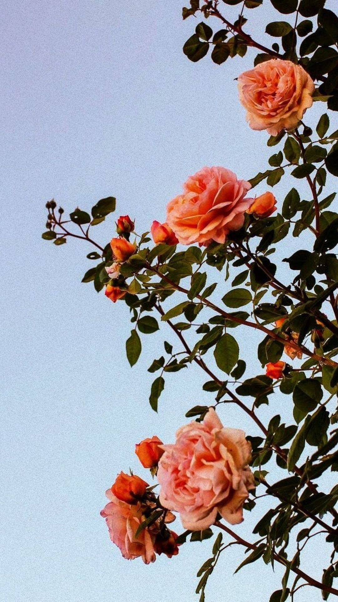 花系美學 桌布 壁紙 — 柔軟的蜜桃玫瑰在淡藍色的天空下綻放，呈現細膩的向上視角。