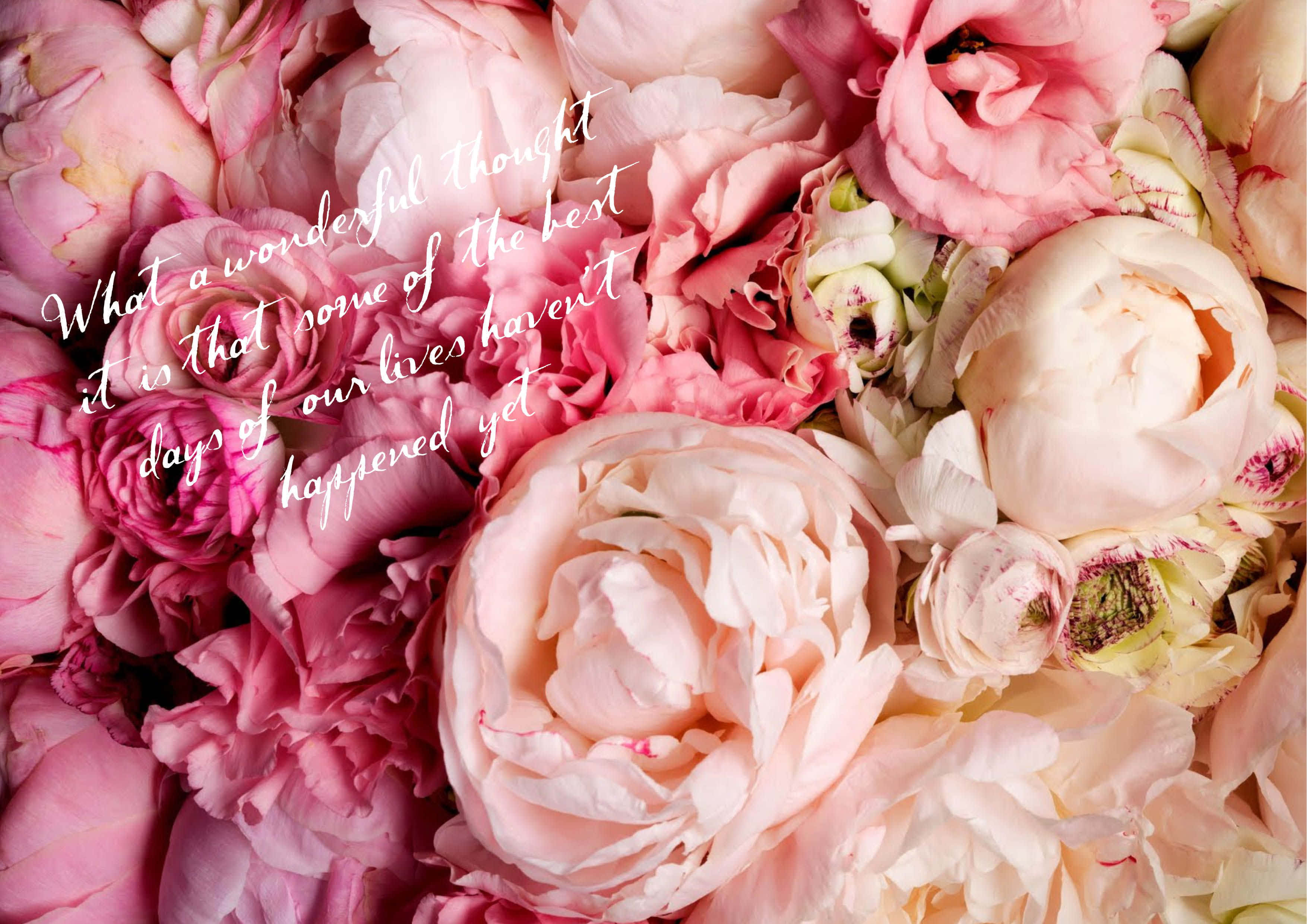 Peony 桌布 壁紙 — 柔軟粉紅和蜜桃色牡丹的茂密特寫，帶有精緻層層花瓣和手寫語句疊加。