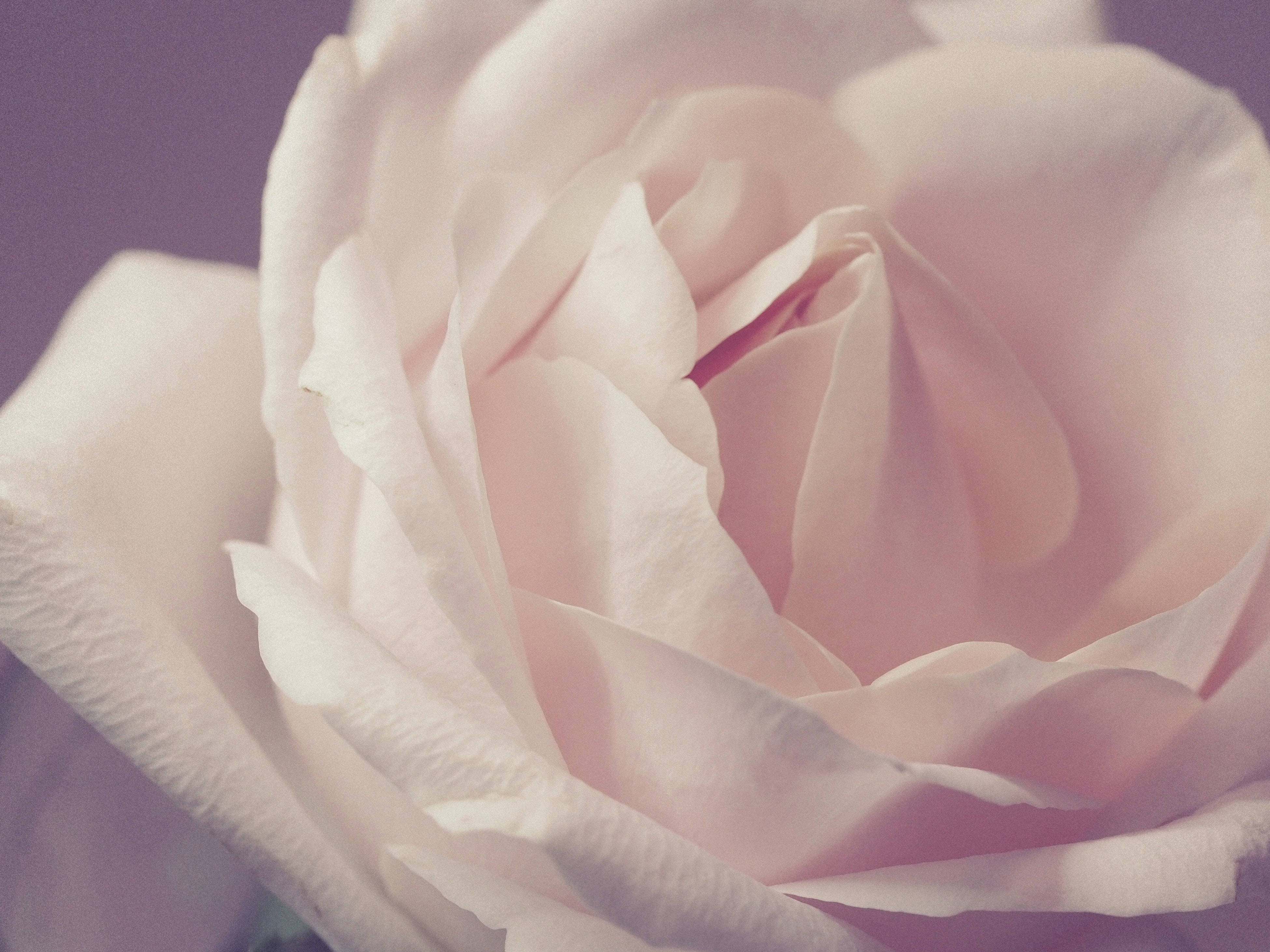 Roses 桌布 壁紙 — 柔軟粉紅玫瑰的特寫，花瓣細膩，襯托著柔和的紫色背景。