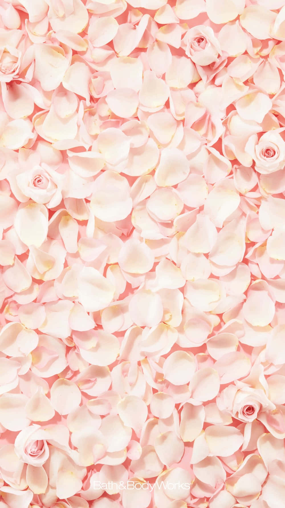 Rose Petal 桌布 壁紙 — 柔軟粉紅玫瑰花瓣牆紙，散落的花朵和柔和漸變，營造浪漫精緻的美感。