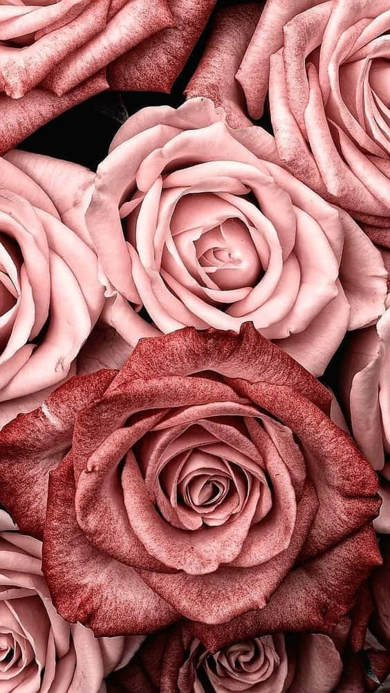 Vintage Rose 桌布 壁紙 — 柔軟粉紅與深紅玫瑰的特寫，花瓣帶有紋理，襯托在深色背景上。