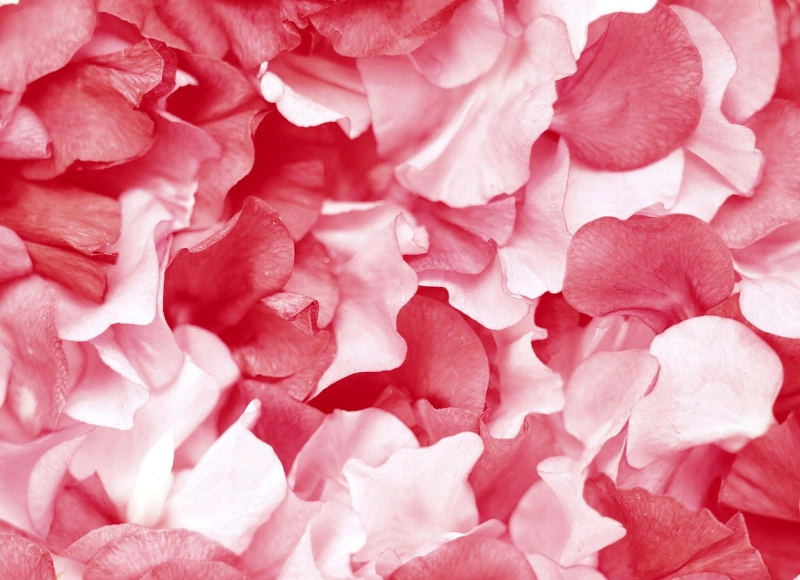 Rose Petal 桌布 壁紙 — 柔軟粉紅與紅色玫瑰花瓣重疊形成紋理花卉圖案的近距離特寫。
