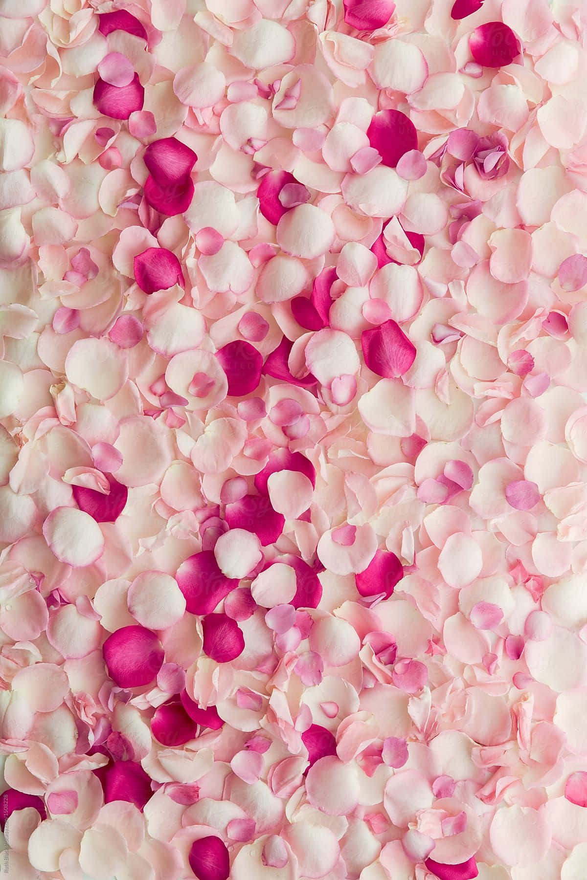 Rose Petal 桌布 壁紙 — 柔軟粉紅與鮮艷洋紅玫瑰花瓣形成的密集地毯，營造出浪漫而細緻的花卉紋理。