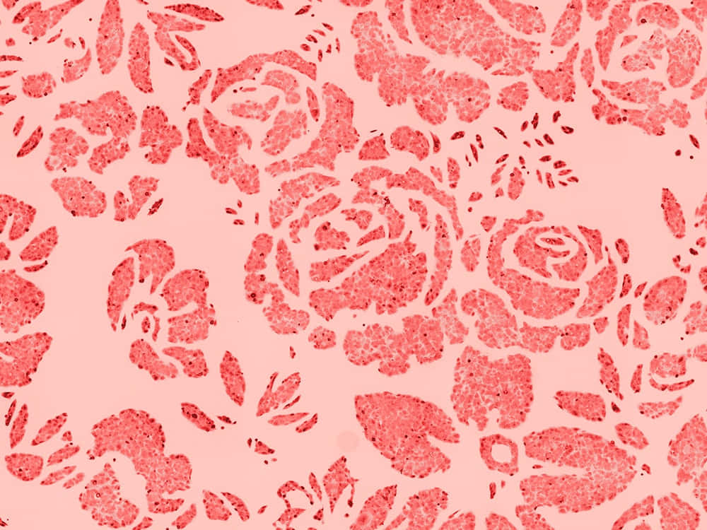 Beautiful Pattern 桌布 壁紙 — 柔軟粉紅色牆紙，帶有紋理紅色玫瑰圖案的重複花卉設計。