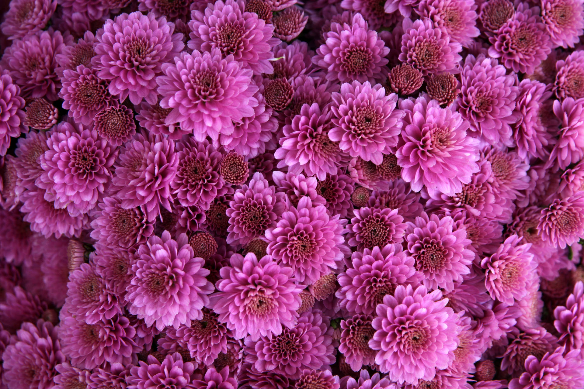 盛開的粉紅色菊花特寫，帶有深色花心。