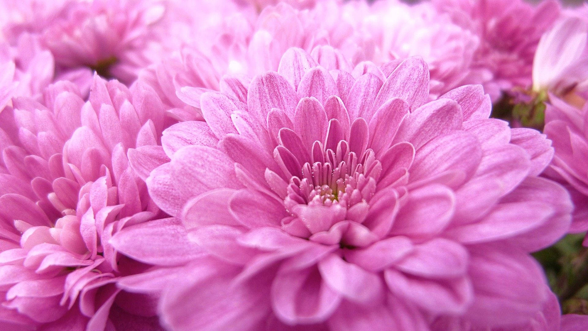 Dahlia 桌布 壁紙 — 柔軟粉紅菊花嘅近距離特寫，帶有精緻層層花瓣同模糊背景。