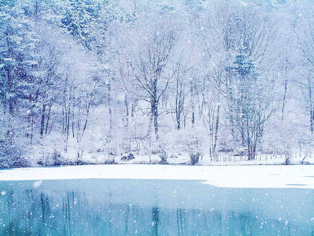 白雪覆蓋的樹木和結冰的湖泊在寧靜的冬日景觀中