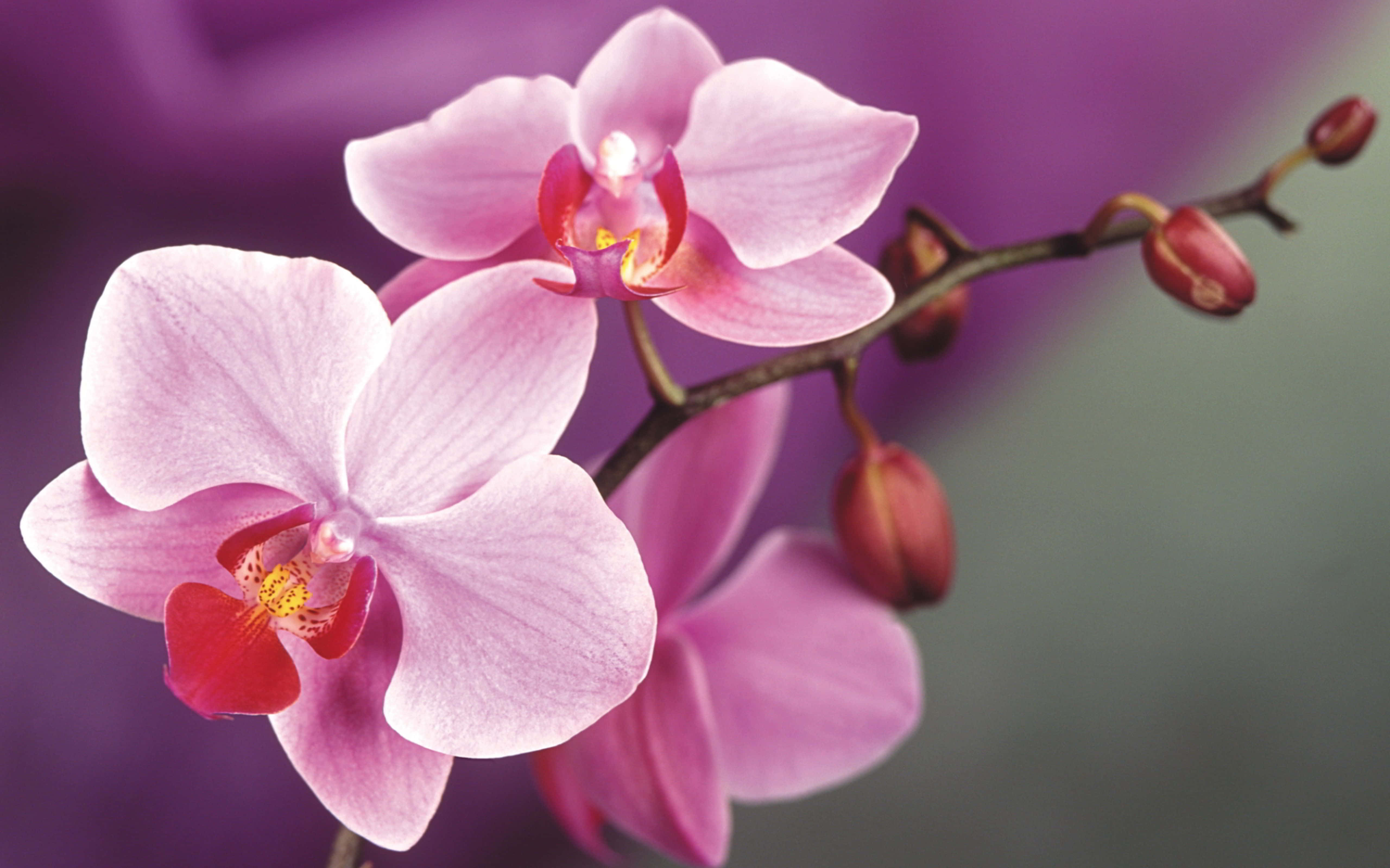 Orchids 桌布 壁紙 — 柔軟紫色背景上，帶有鮮豔紅色中心和未開花蕾的嬌嫩粉紅色蘭花特寫。