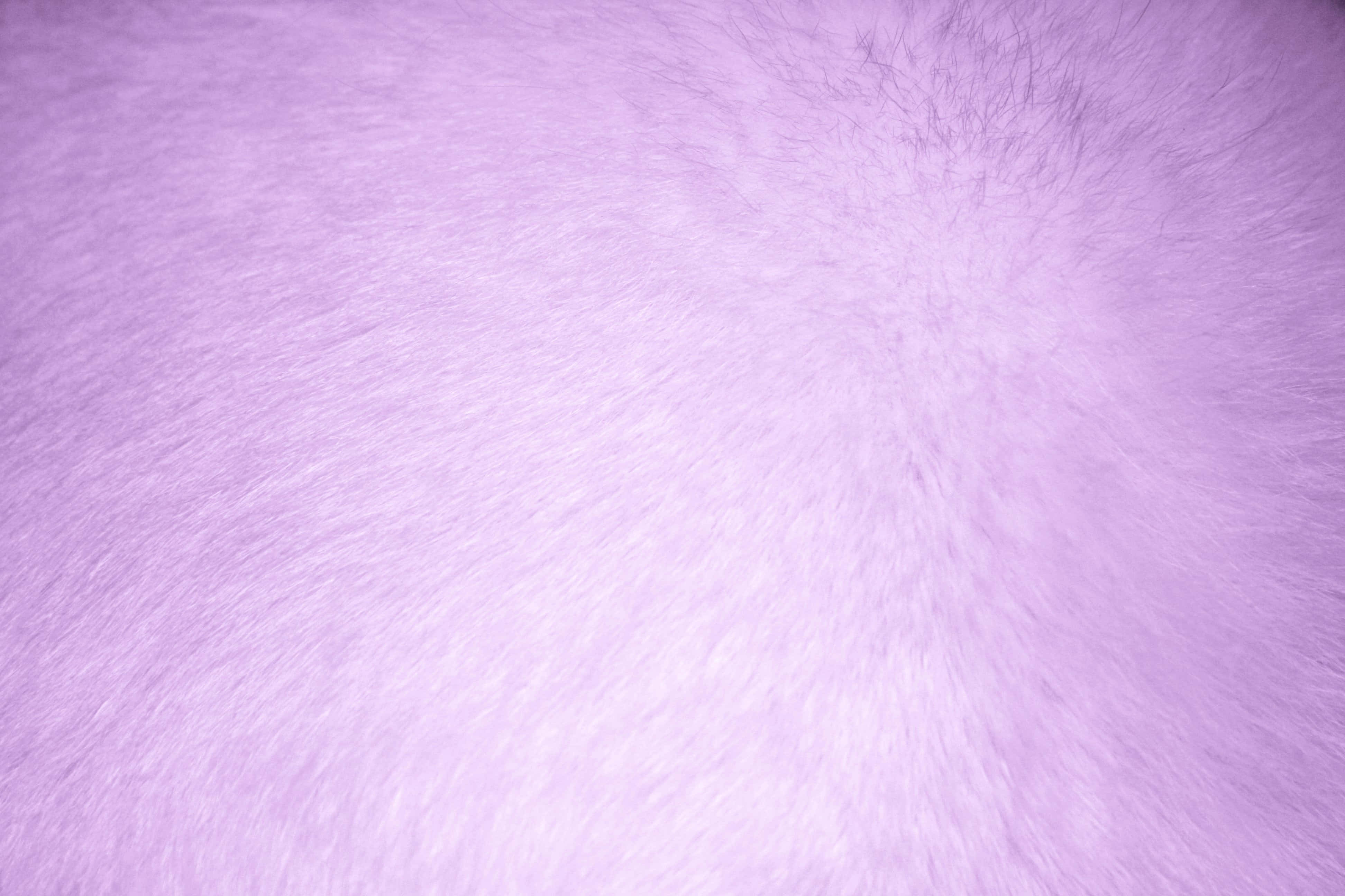 Purple Fur 桌布 壁紙 — 柔軟蓬鬆的薰衣草毛絨質感，帶有柔和的光線漸變和微妙的深色髮絲。