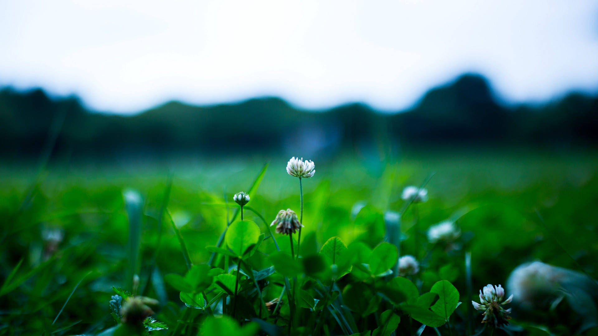 在茂密綠野中生長的白三葉草花朵，背景模糊。 — 花系美學 壁紙