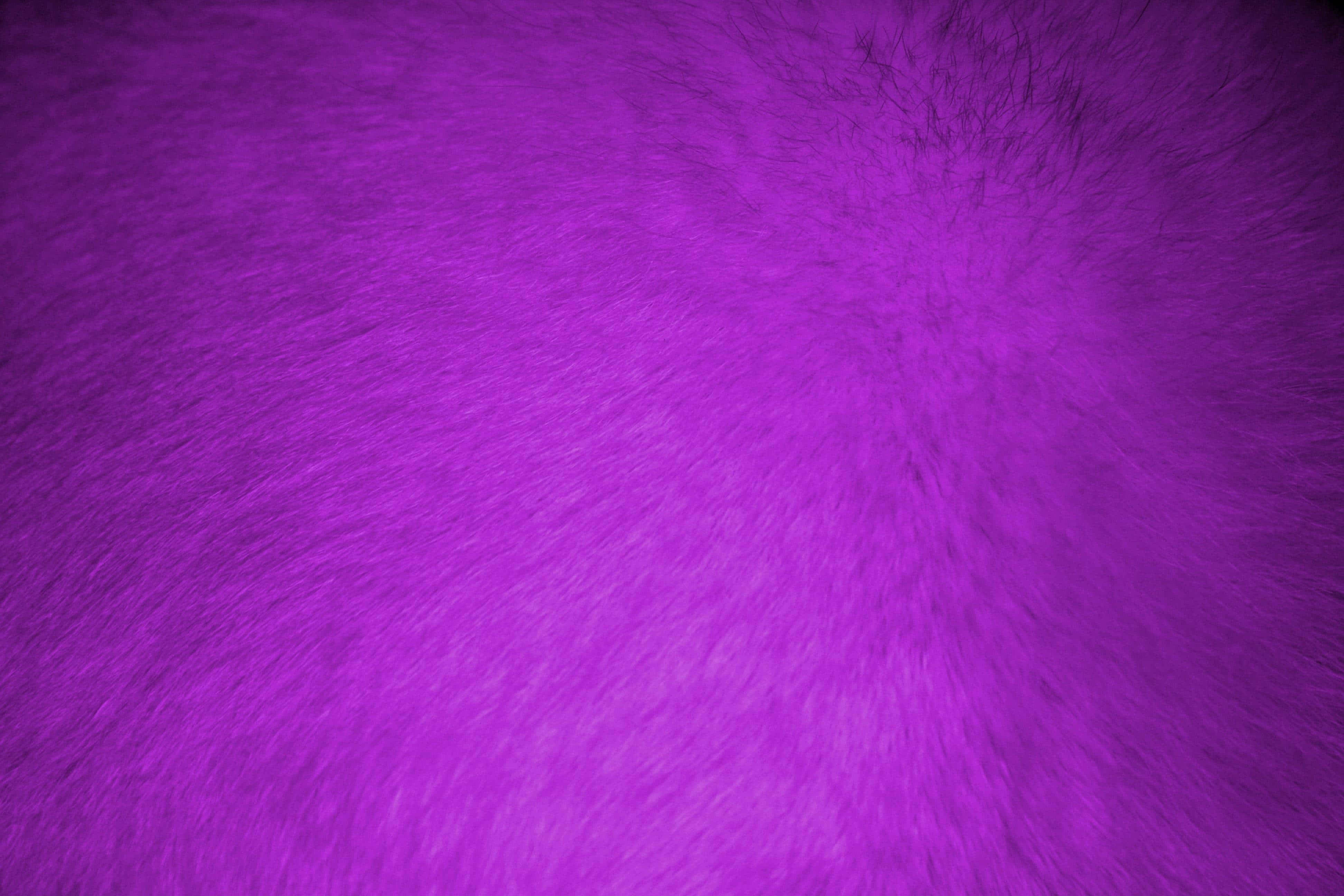 Purple Fur 桌布 壁紙 — 柔軟鮮豔紫色人造毛皮的近距離特寫，柔和定向光線突顯其紋理纖維。