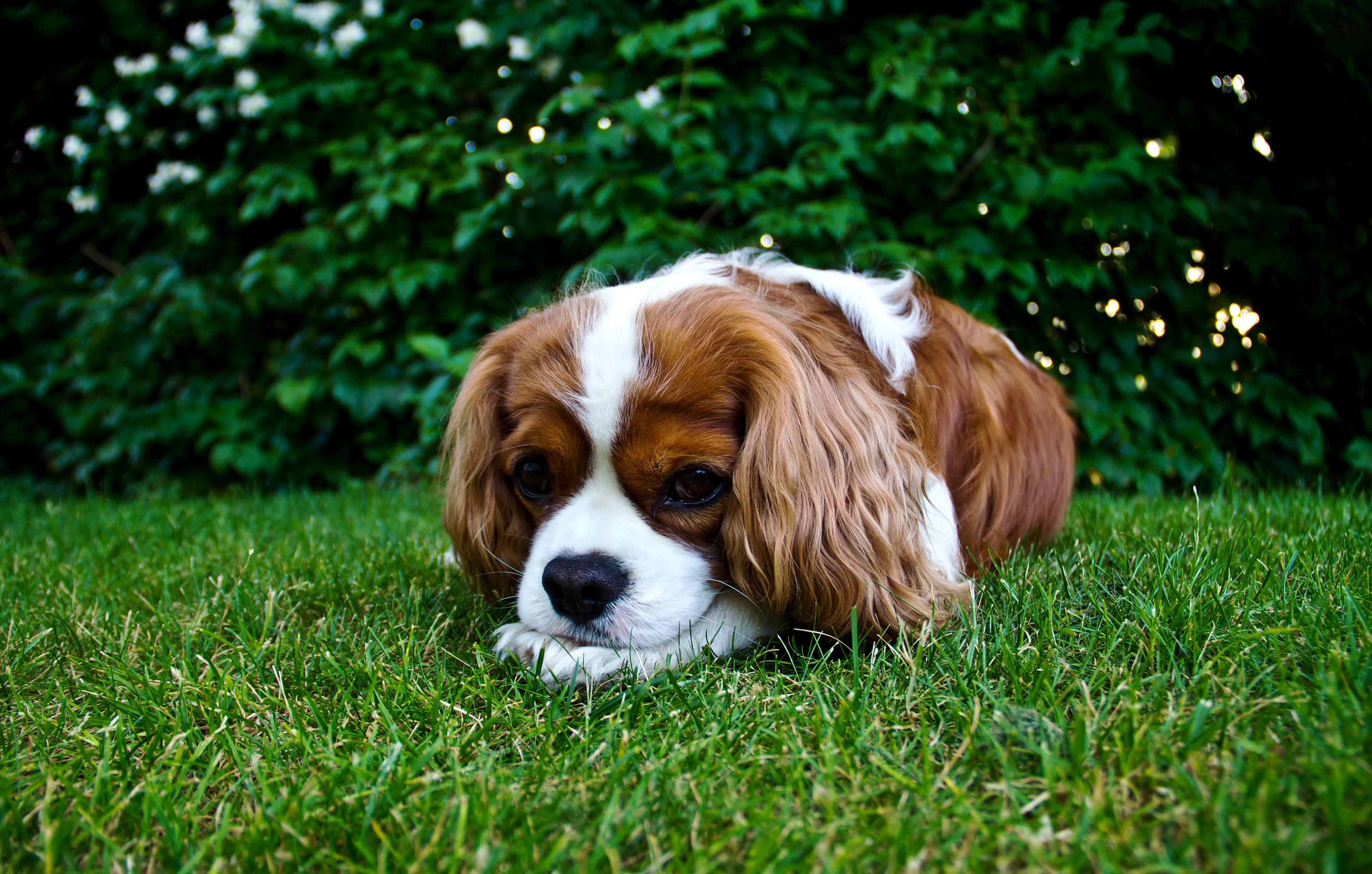 查理王小獵犬可愛幼犬 壁紙 — 一隻棕色和白色的騎士查理王小獵犬在充滿活力的綠色草地上平靜地休息，背景是茂密的樹葉。