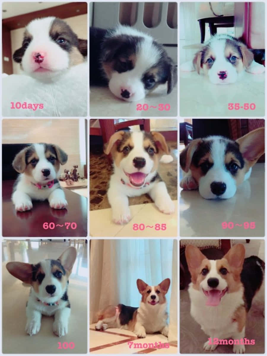 柯基幼犬成長週期圖 壁紙 — 九張照片的網格，顯示柯基犬幼犬從10天到12個月的成長過程，附有年齡標籤。