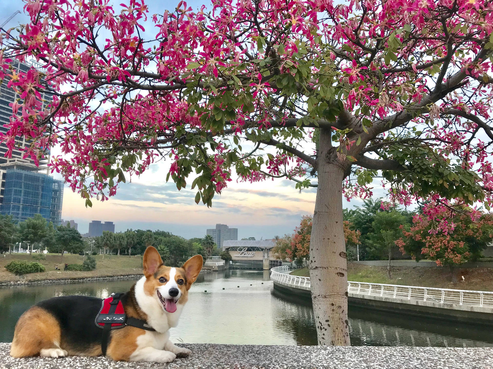 一隻微笑的哥基犬穿著紅色胸帶，在黃昏時分坐在運河旁的粉紅色開花樹下。