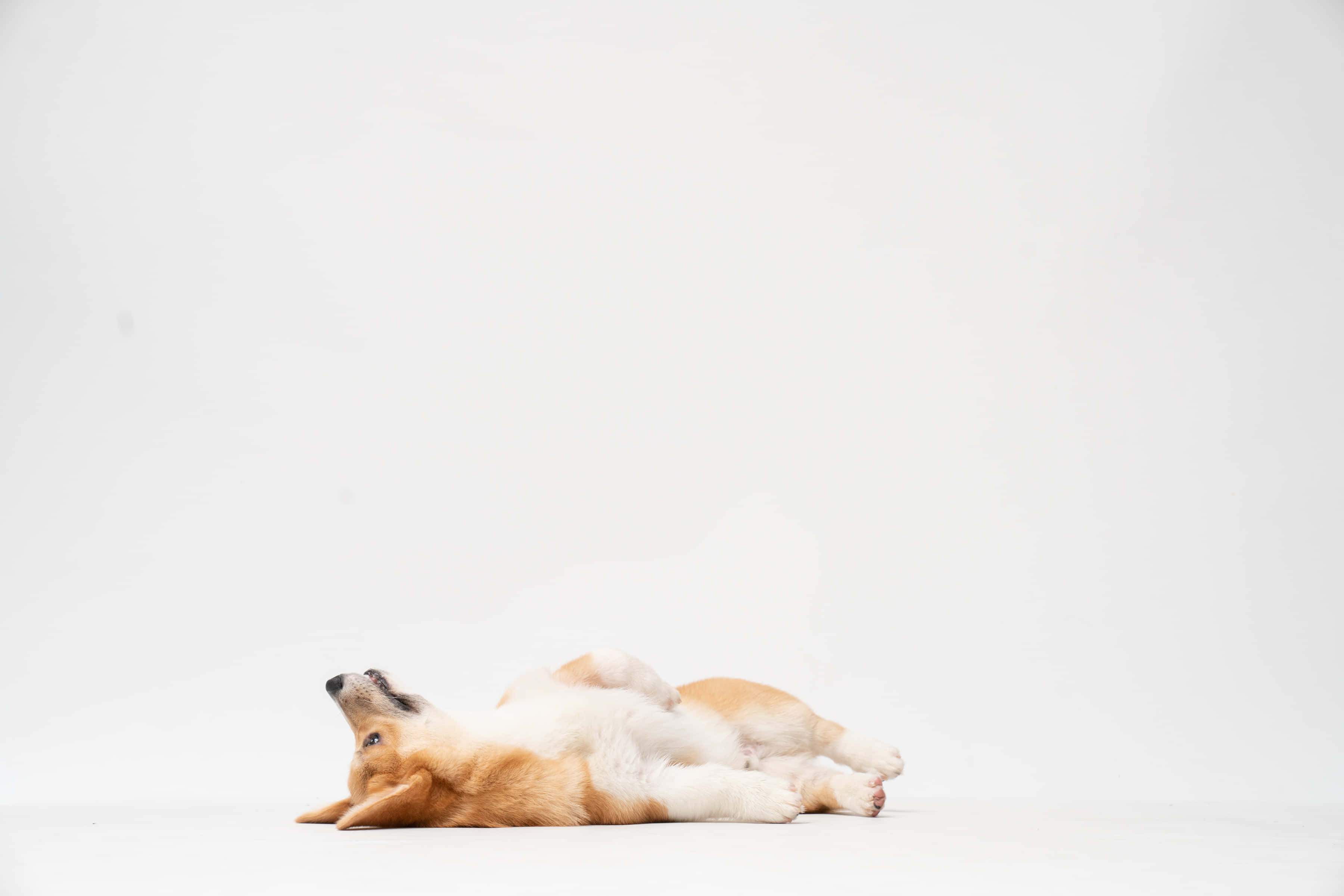 柯基犬夢想時光 壁紙 — 一隻毛茸茸的哥基犬躺在白色地板上，四腳朝天，向上凝視，表情頑皮。