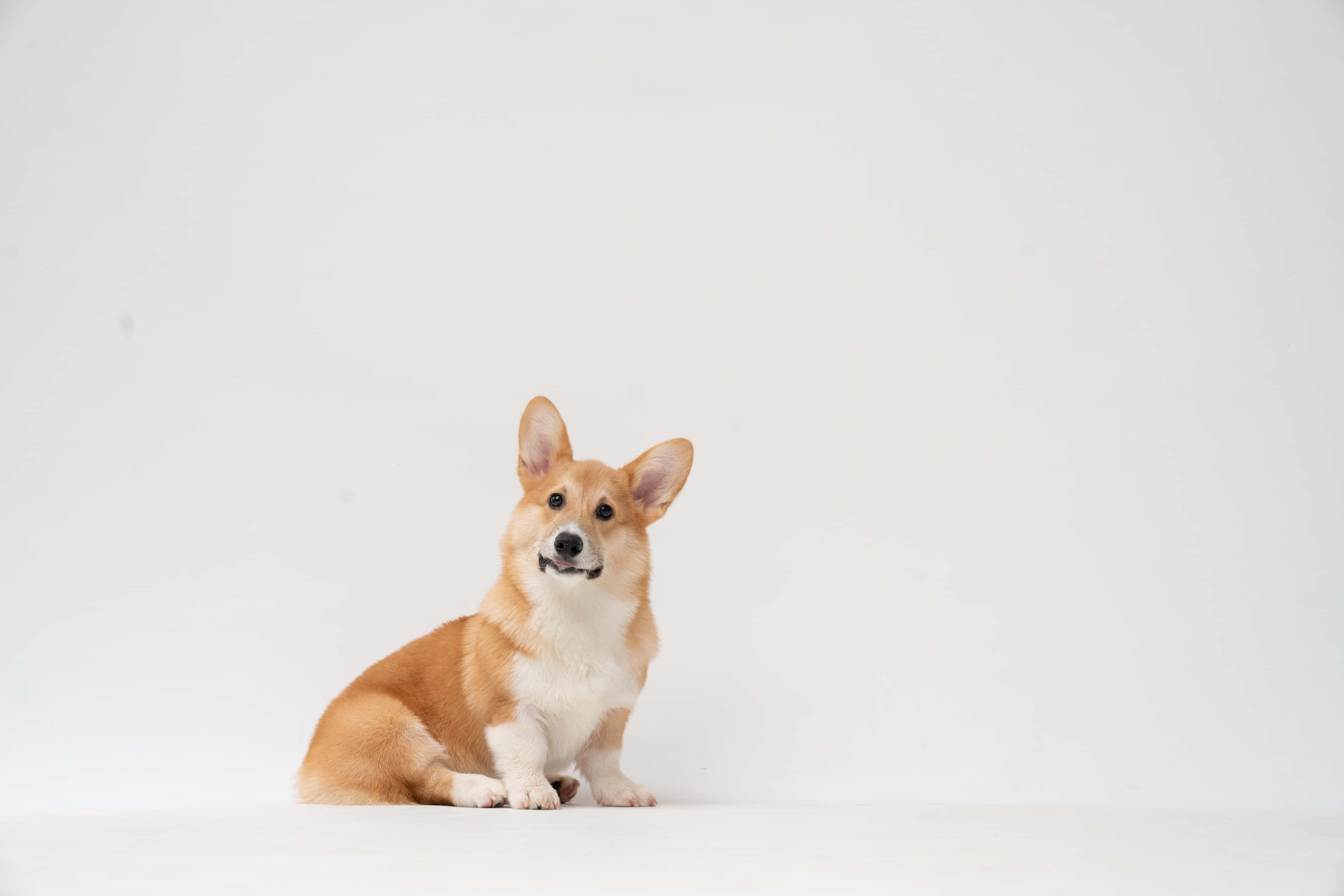 柯基犬好奇凝視 壁紙 — 一隻毛茸茸嘅黃褐色同白色哥基犬專注咁坐係純白嘅錄影室地板上面，背景係無縫嘅白色。
