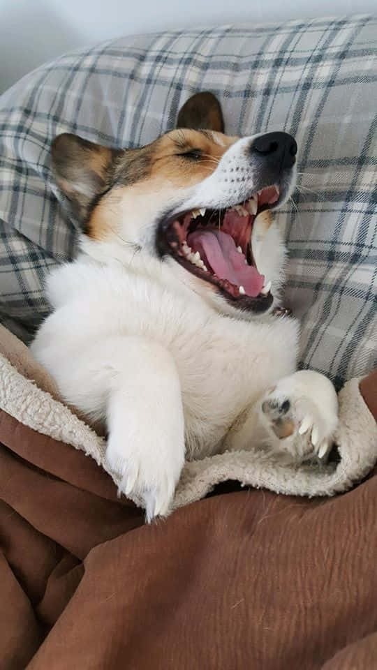 一隻哥基犬躺在格仔墊和棕色毛氈上打呵欠。