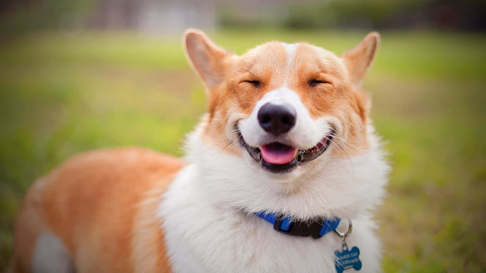一隻快樂的哥基犬閉著眼睛在草地上微笑。