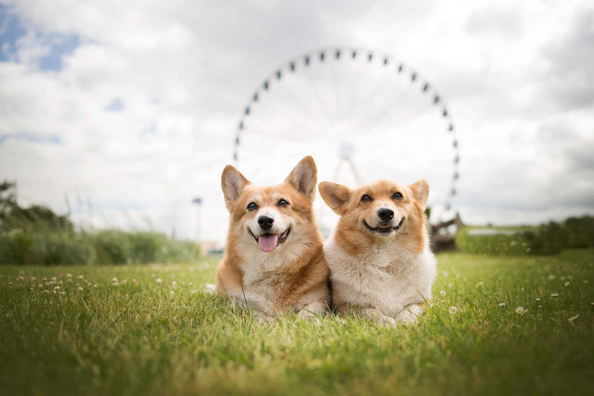 兩隻微笑的哥基犬坐在草地上，背景有摩天輪。