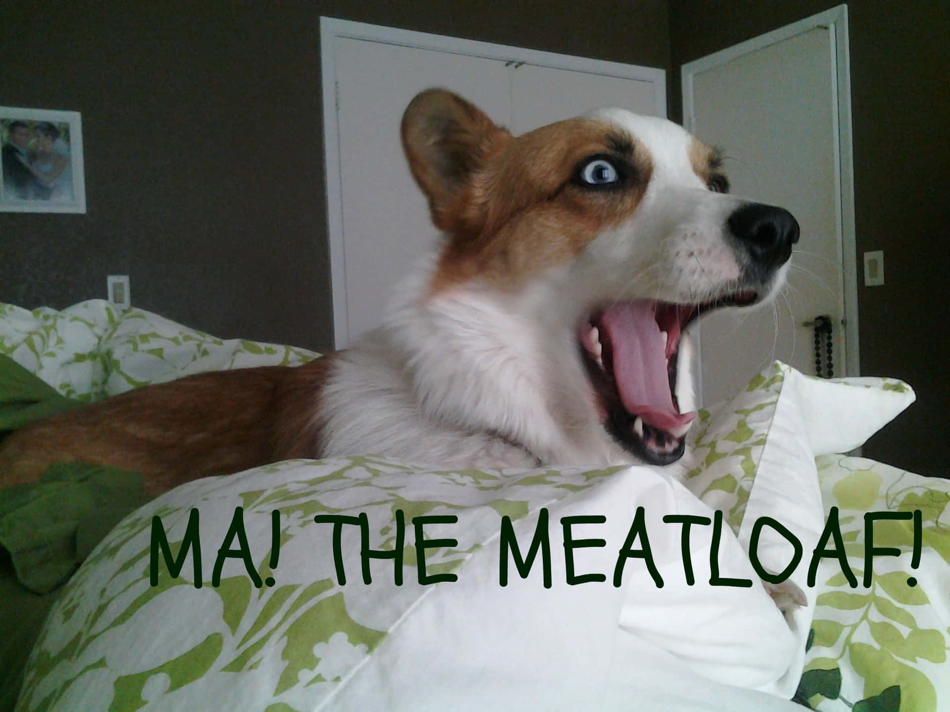 一隻有異色症的柯基犬在圖案床罩上打哈欠，上面寫著「MA! THE MEATLOAF!」