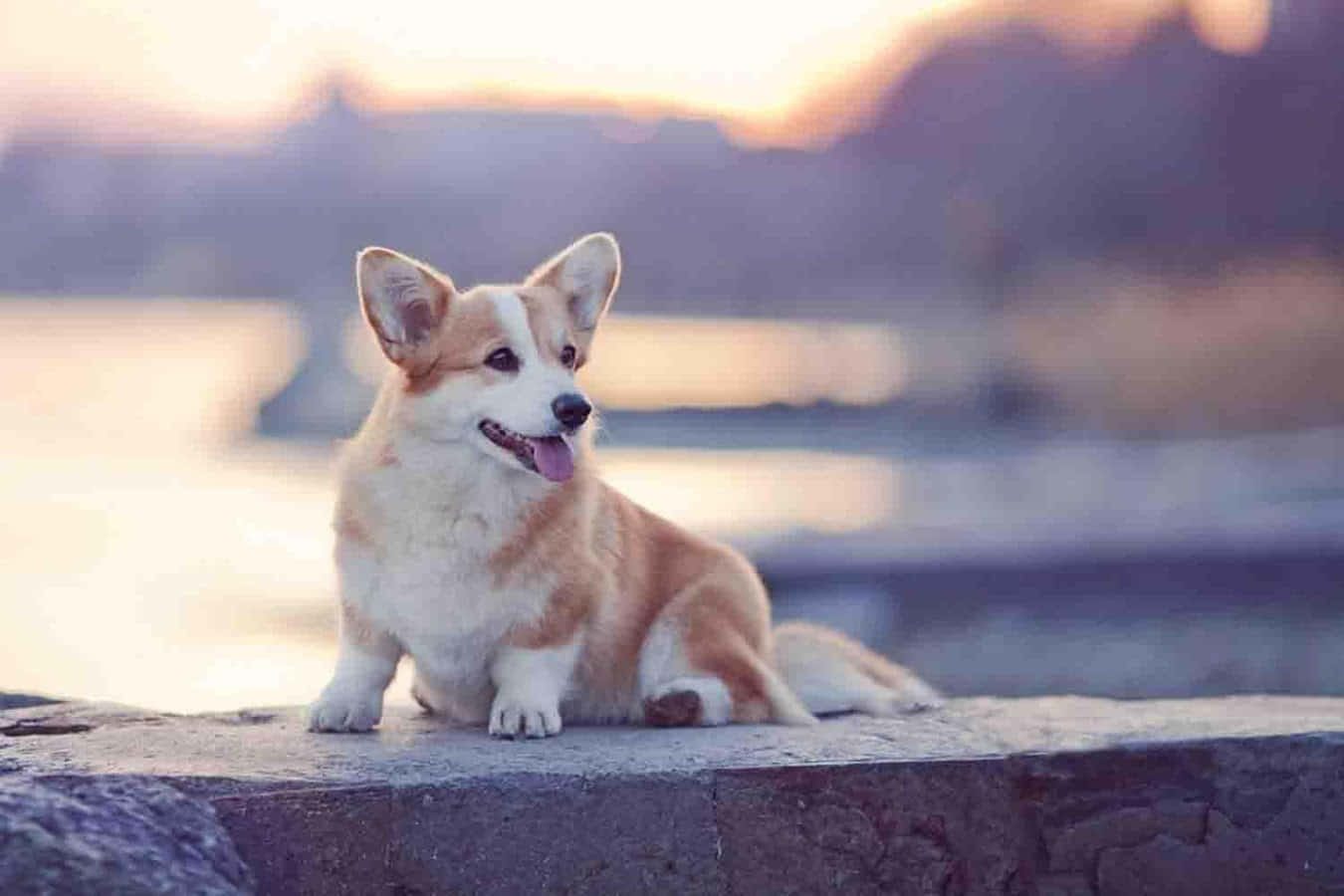 柯基犬灣畔休憩照 壁紙 — 一隻快樂的哥基犬豎起耳朵、伸出舌頭，坐在石頭邊緣，金色夕陽照亮了身後模糊的水面和遠山。