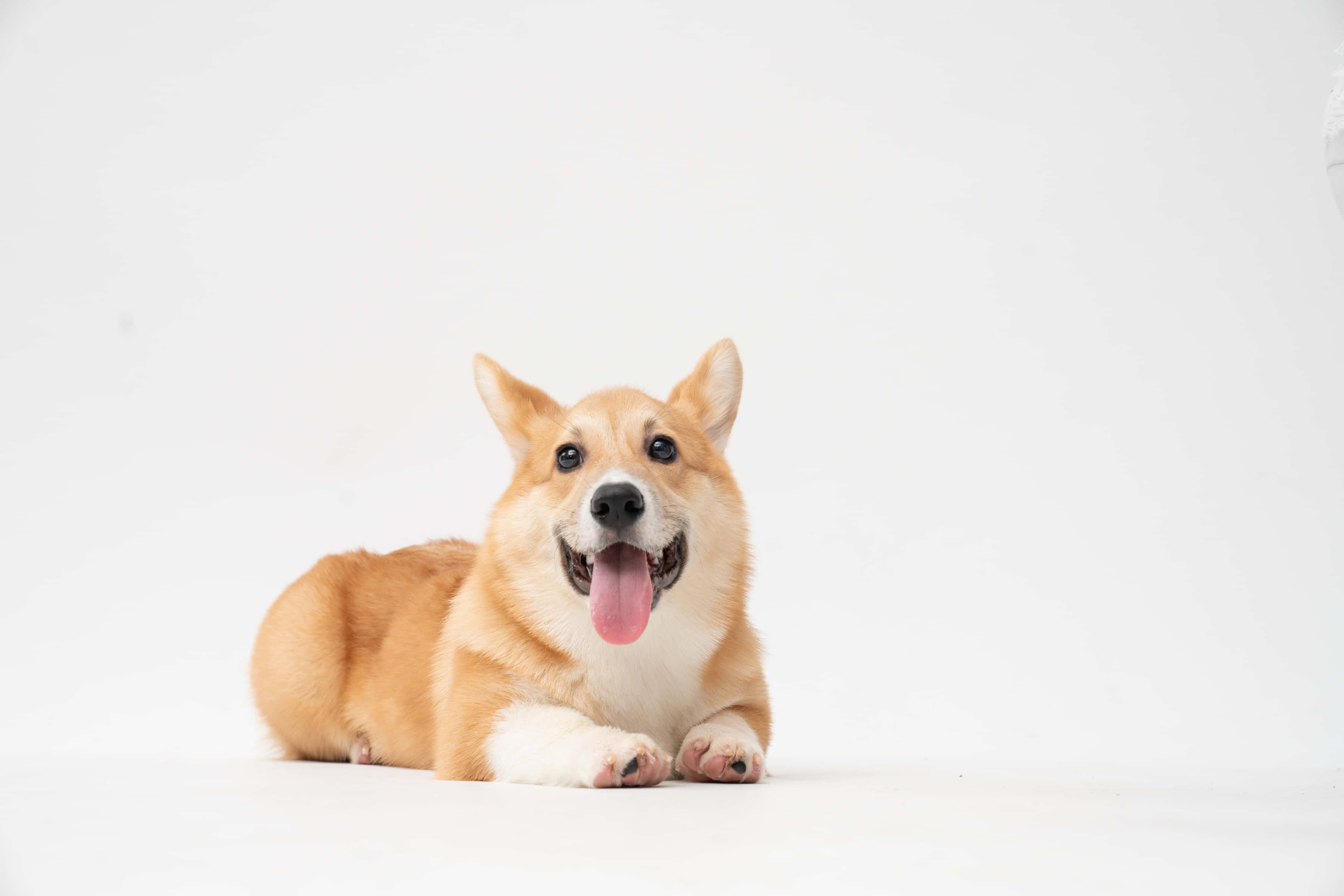 柯基犬獅子座姿勢 壁紙 — 一隻開心的棕白色哥基犬躺在白色地板上，伸出舌頭，背景是純白色。
