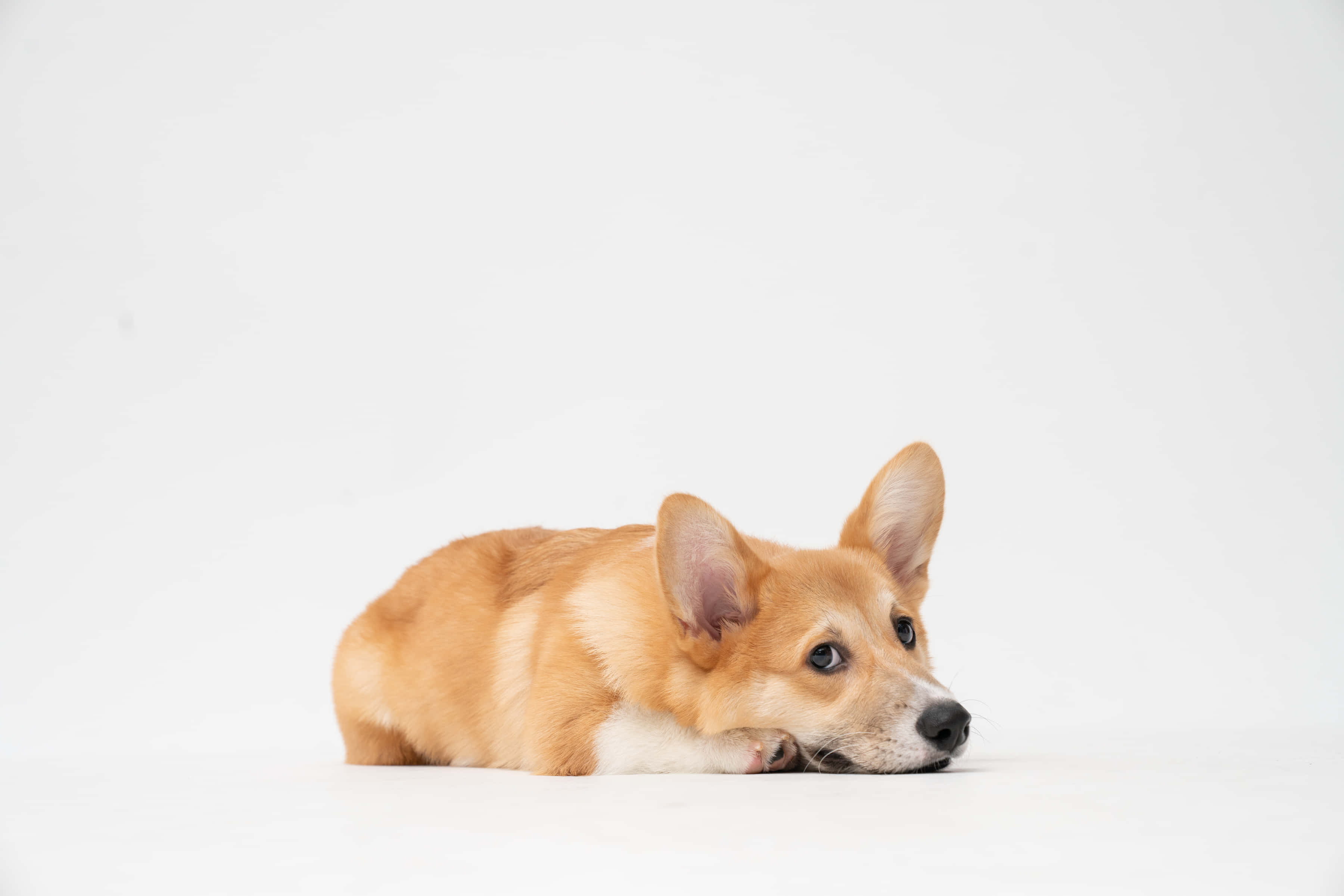 柯基犬白棕配色 壁紙 — 一隻毛茸茸嘅淺褐色哥基犬平靜咁躺喺純白嘅地板上，若有所思咁望住側邊。