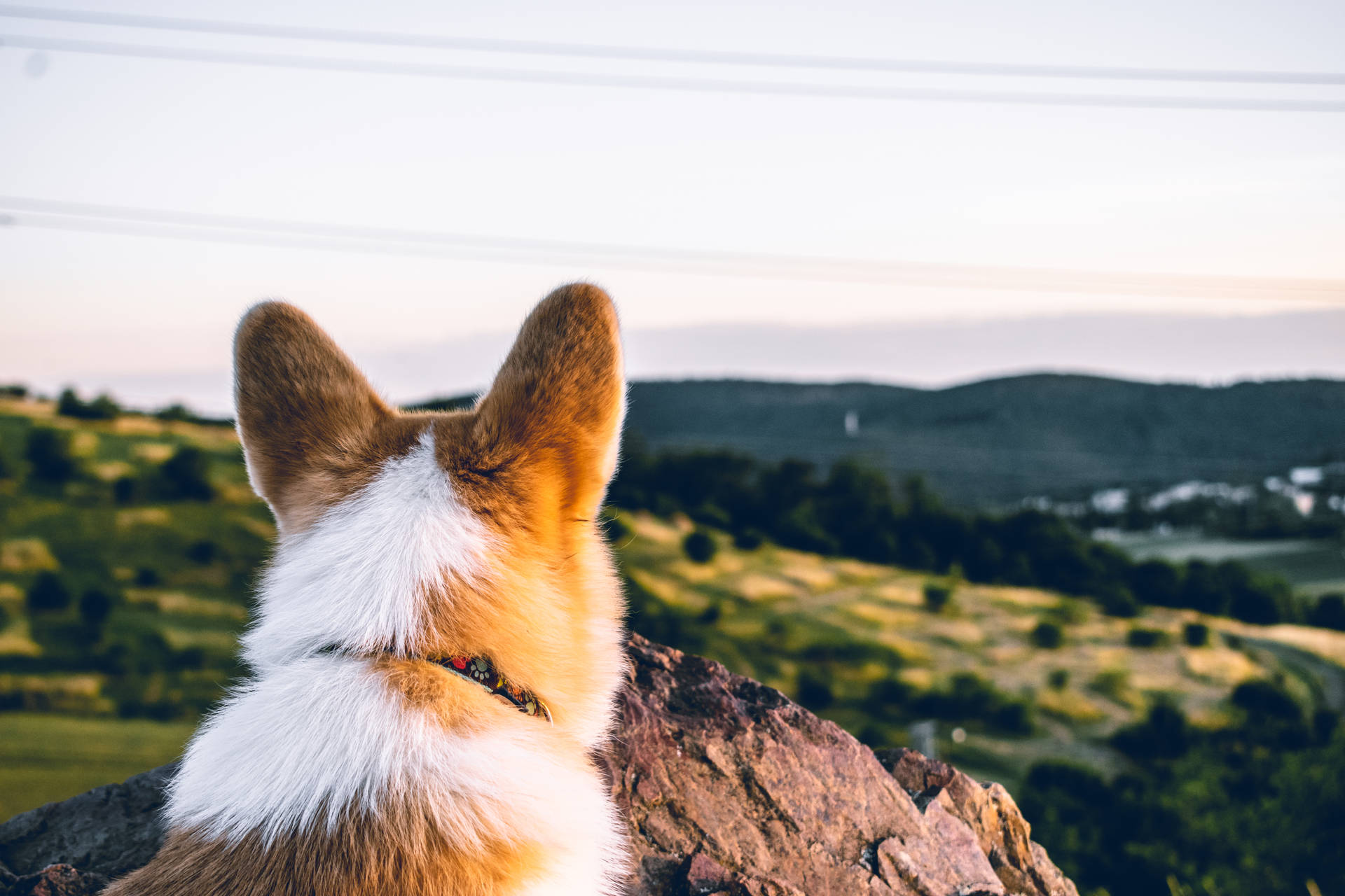 柯基犬坐在岩石上，眺望日落時分的綠色山丘