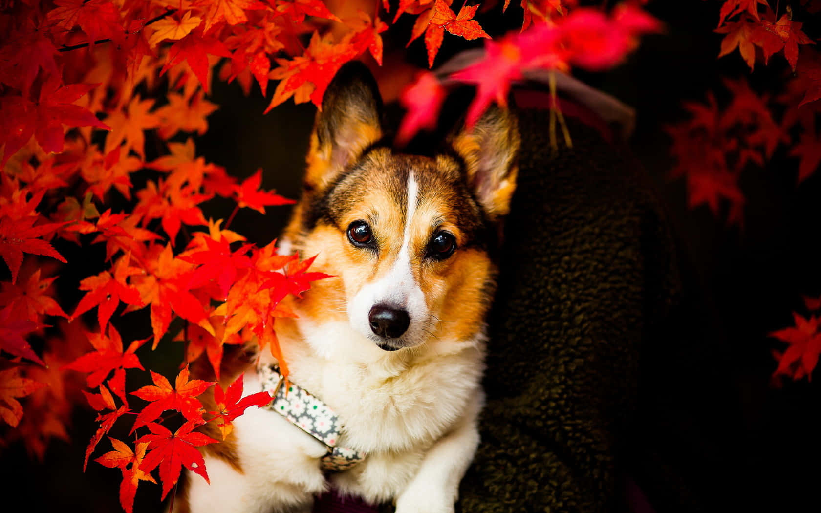 柯基犬秋葉探頭 壁紙 — 一隻擁有棕色、白色和黑色毛髮的柯基犬，在深色背景下透過鮮紅色的秋葉窺視。