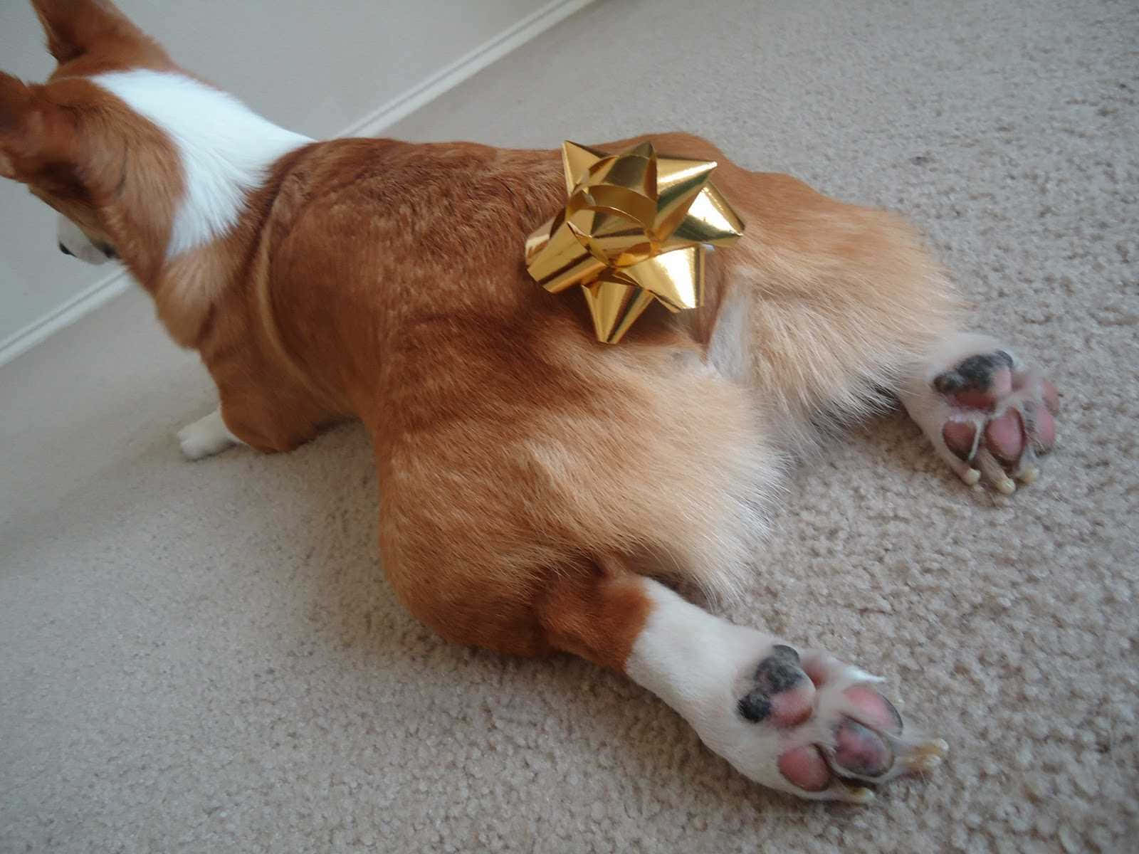 哥基犬背上戴著金色蝴蝶結躺在地毯上
