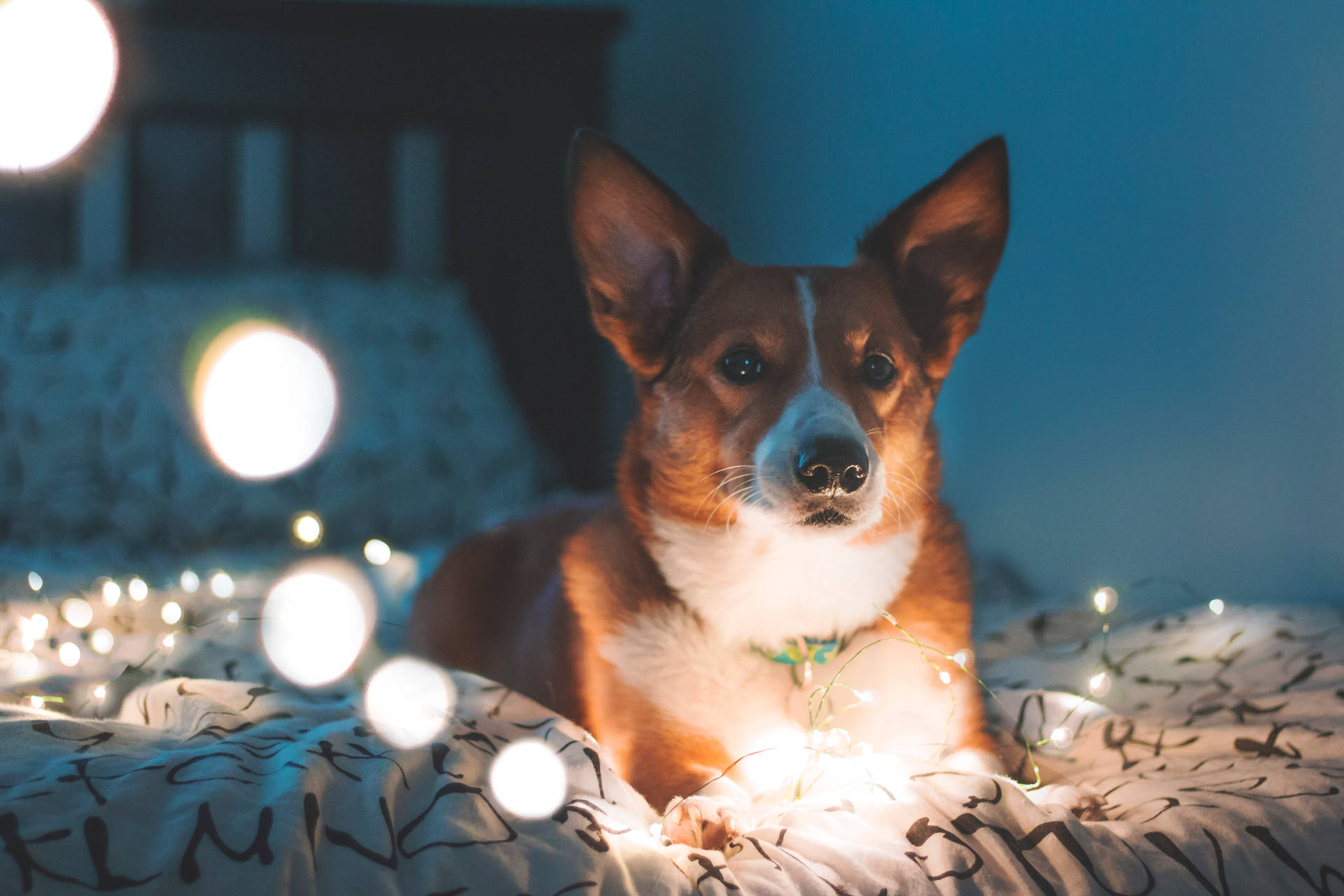 一隻柯基犬在夜晚休息在床上，周圍有發光的仙女燈。