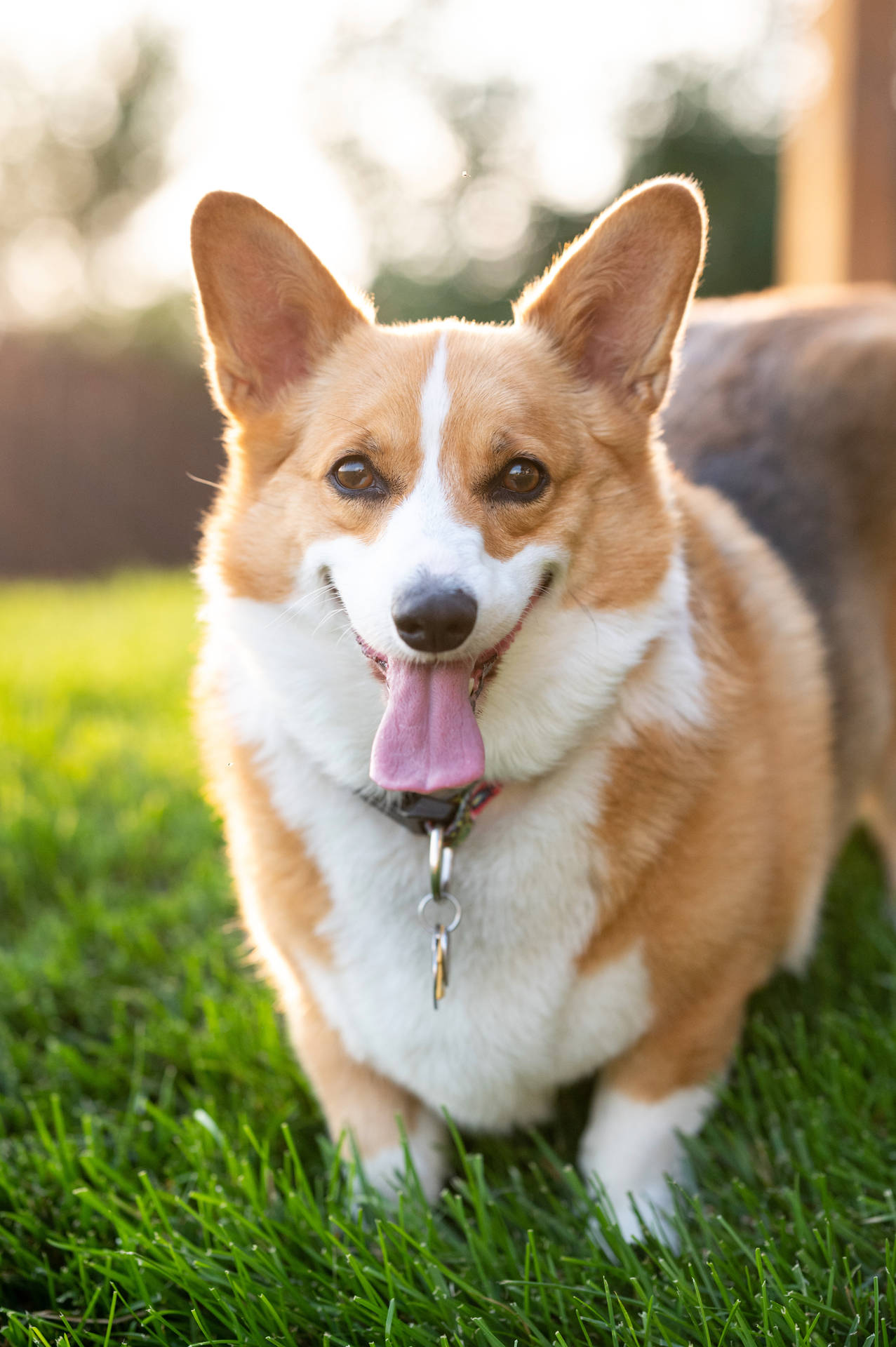一隻快樂的哥基犬伸出舌頭站在陽光下的草地上。