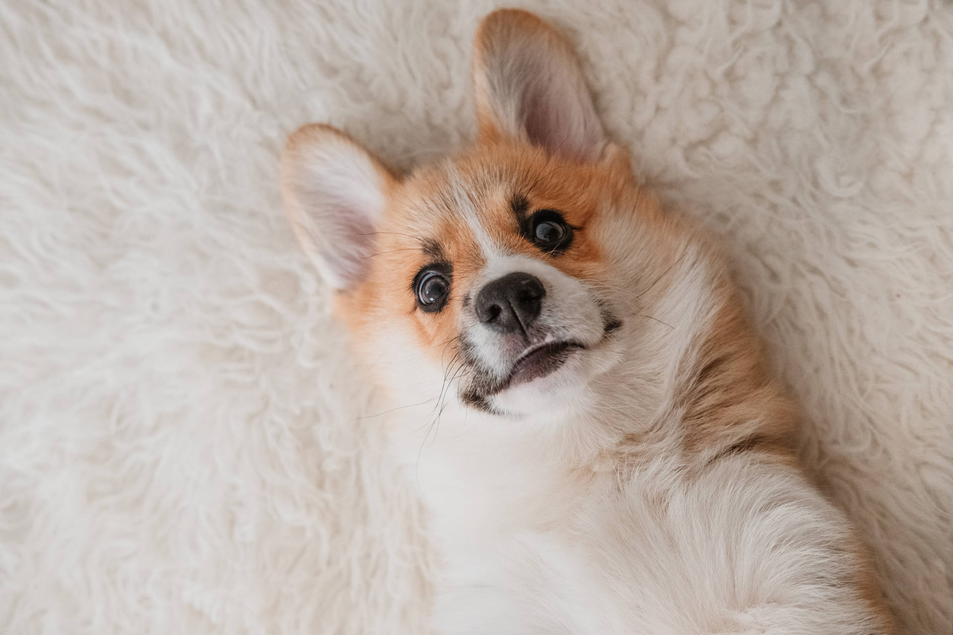 一隻柯基犬幼犬仰躺在白色毛茸茸的地毯上向上看。