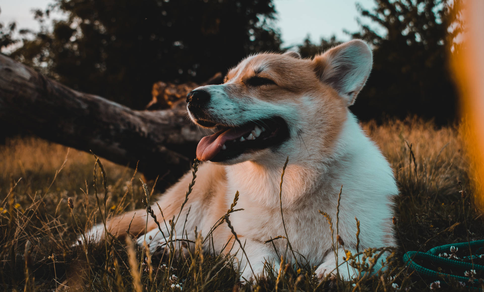 一隻滿足的哥基犬躺在高草中享受溫暖的日落。