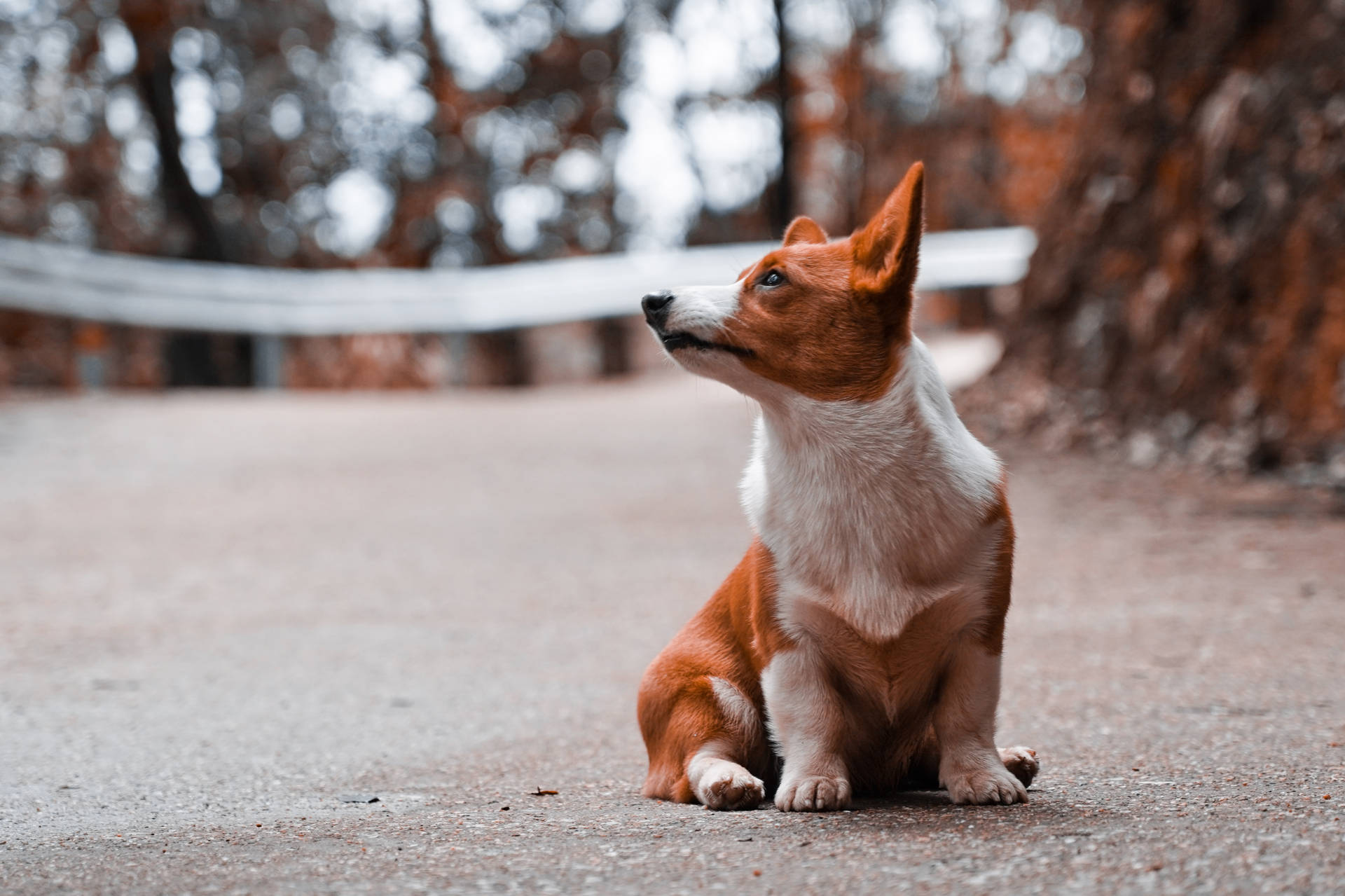 一隻巴仙吉犬在秋天的森林小徑上坐著。