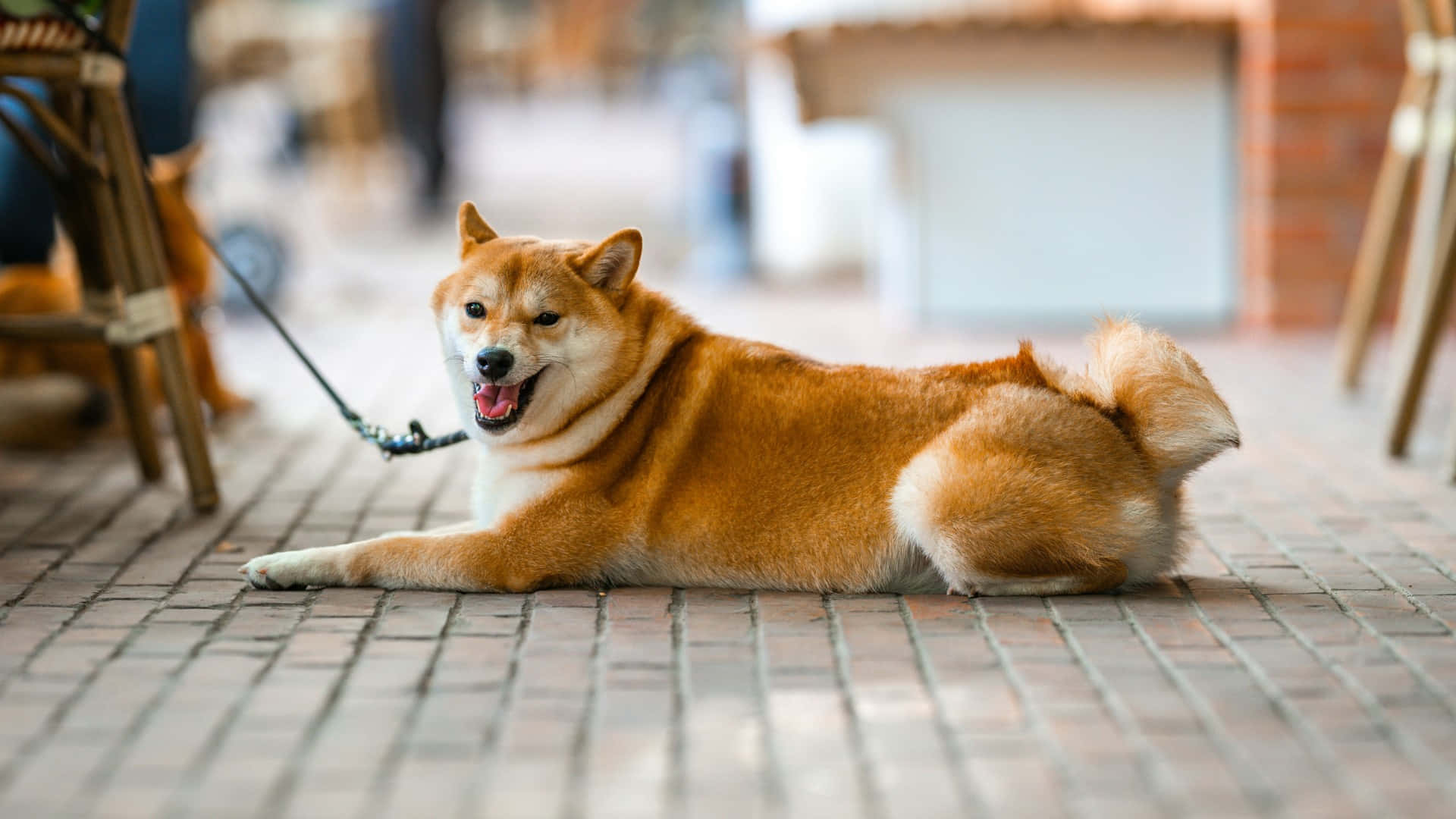 柴犬戶外休閒 壁紙 — 一隻快樂的柴犬，橙色毛髮，放鬆地躺在磚砌露台上，伸出舌頭，繫著牽繩，在柔和日光下。