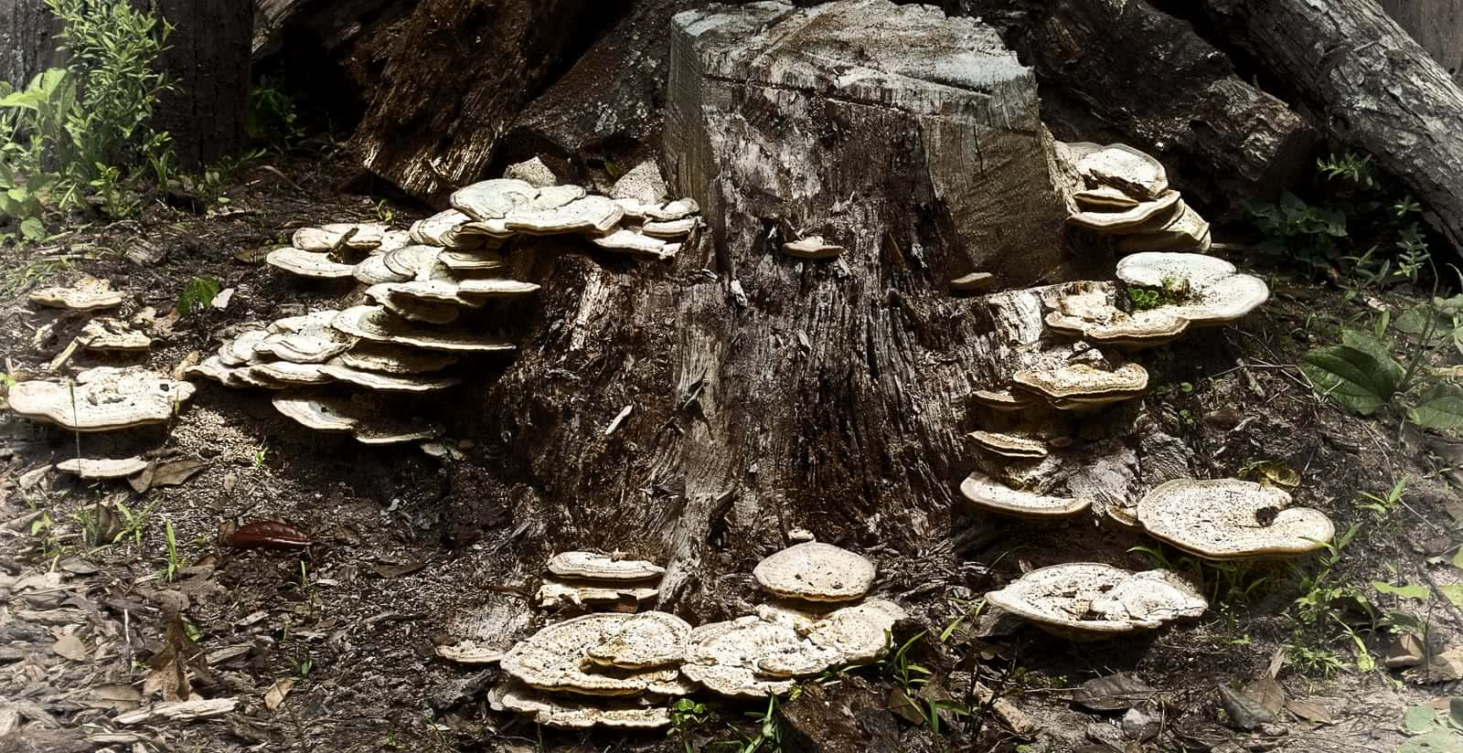 根據棲息地與特徵辨識蘑菇 壁紙 — 層層疊疊的白色蘑菇密集生長在一個風化的樹樁上，森林地面覆蓋著樹葉和樹枝。
