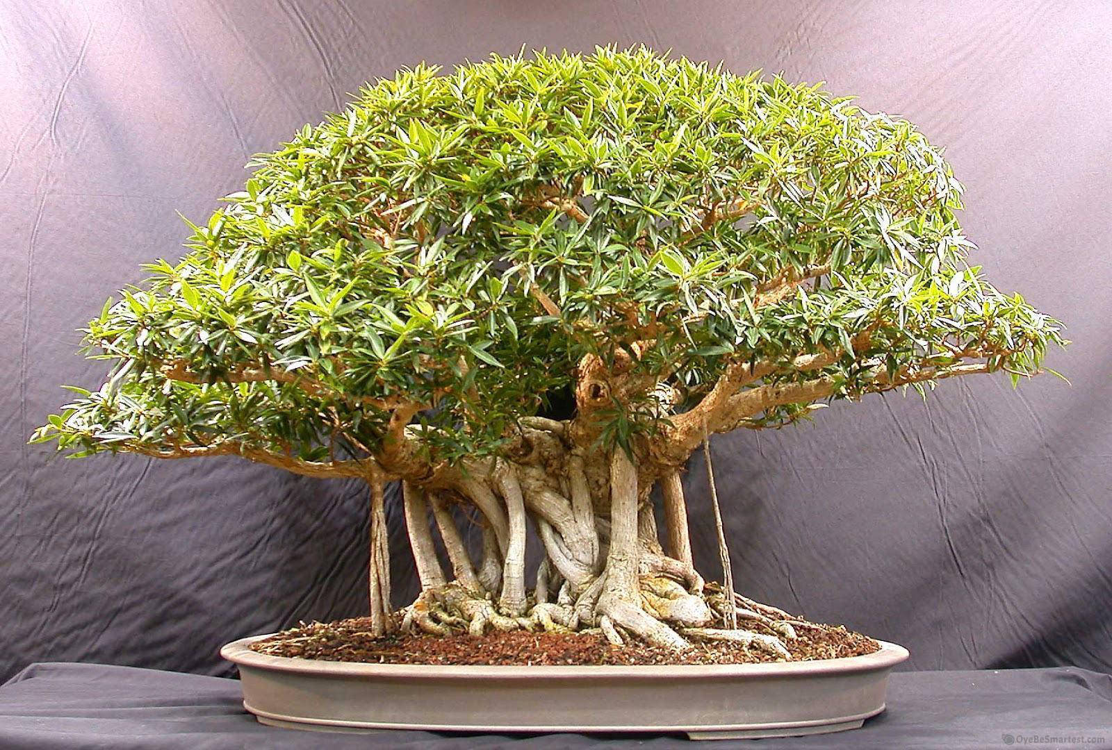根越岩石式盆景樹植物攝影 壁紙 — 一棵茂盛的綠色盆景樹，樹根盤結，葉子茂密，種在淺盆中，背景為深灰色。