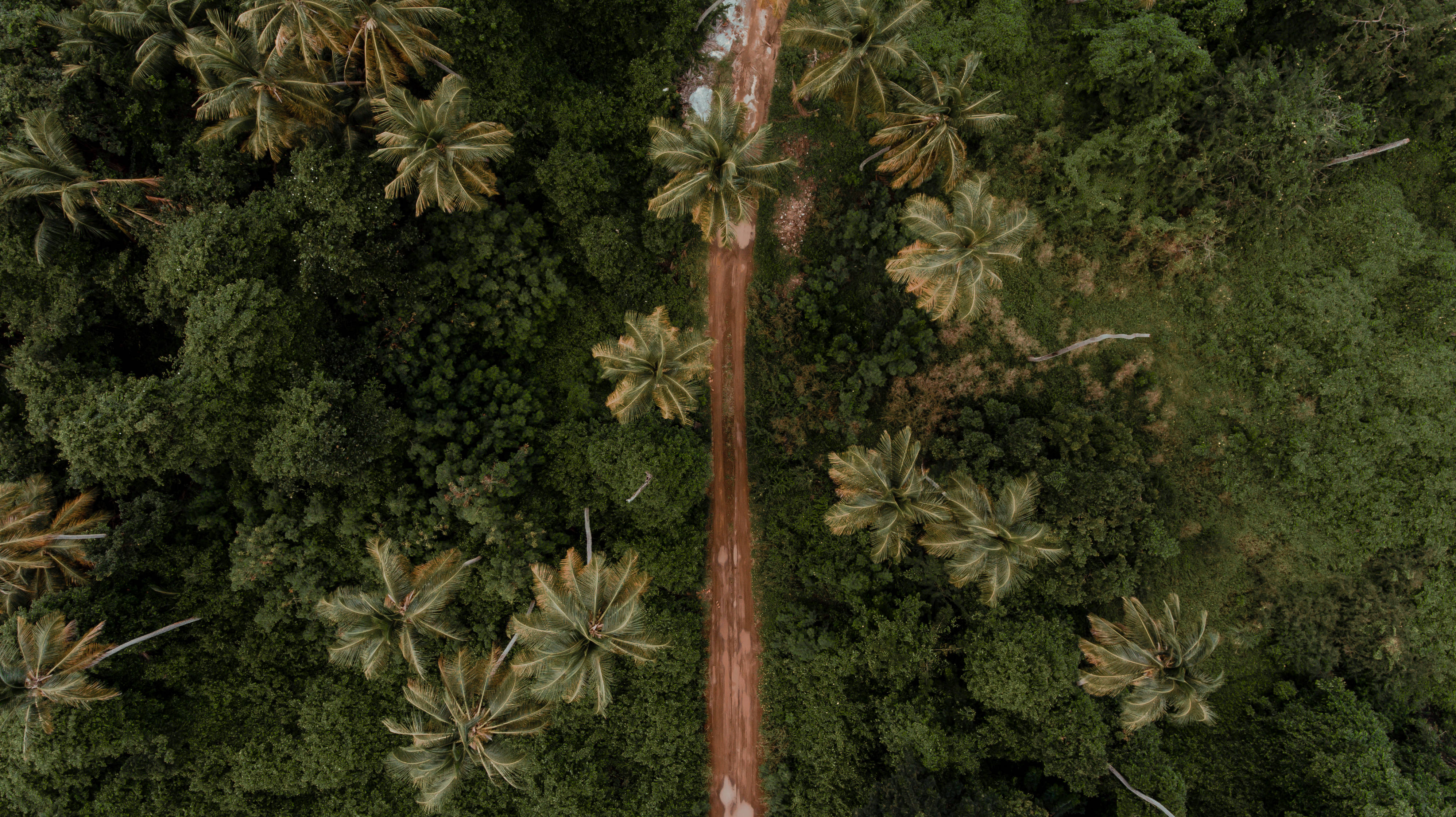 格林納達土路 壁紙 — 一條蜿蜒的泥土小徑穿過茂密熱帶叢林、高聳棕櫚樹的航拍視角。